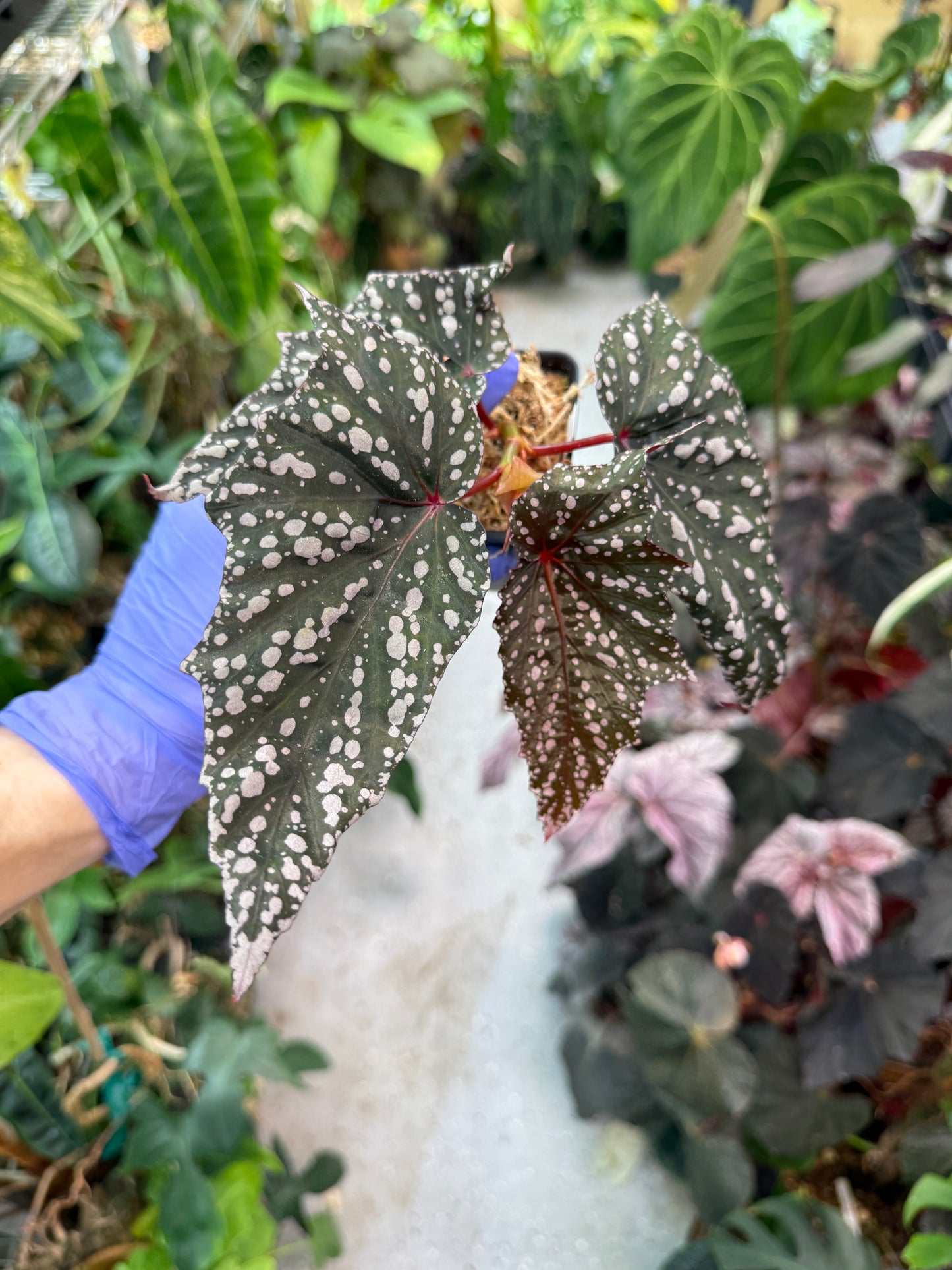 Begonia Bat Wings