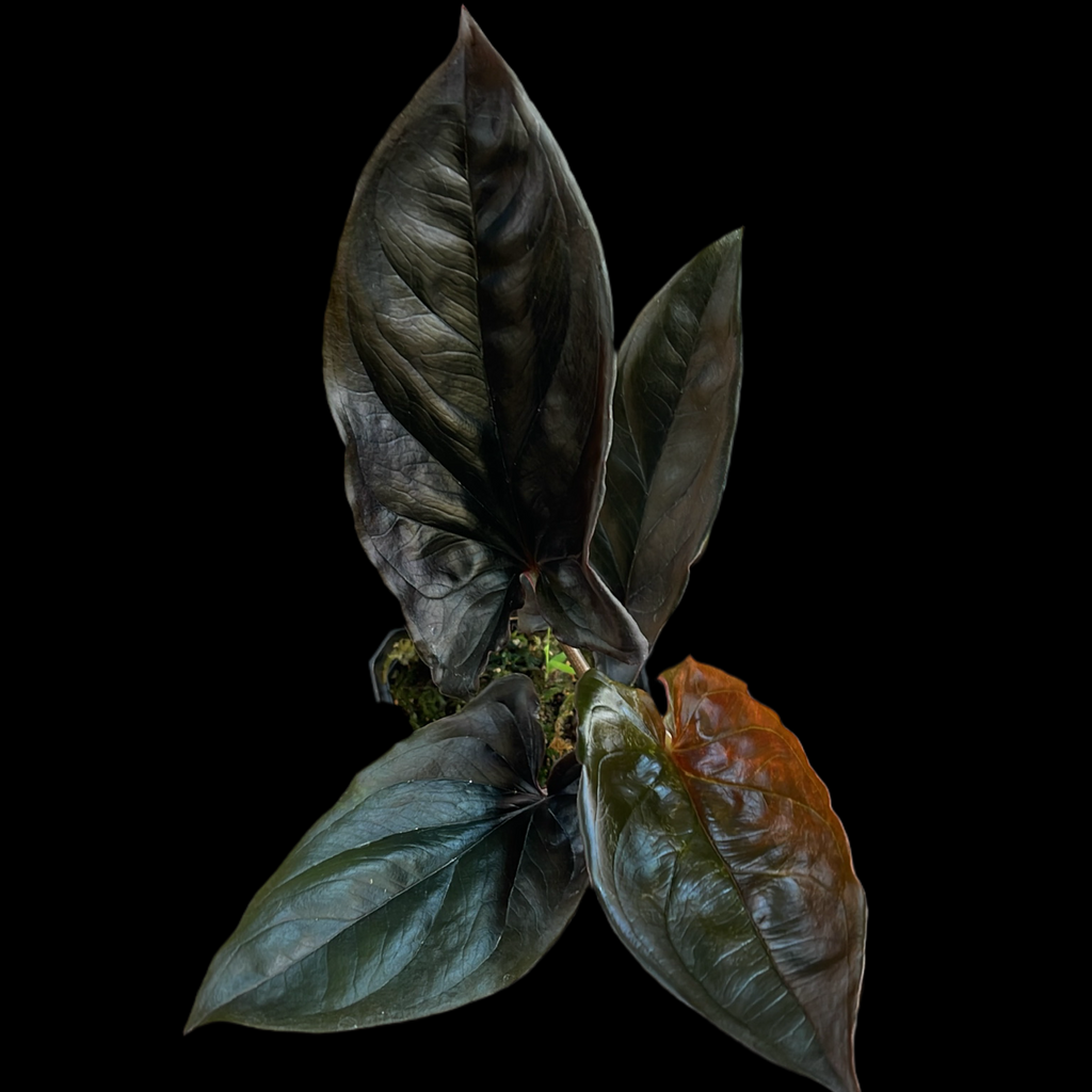 Syngonium Llano Carti Road