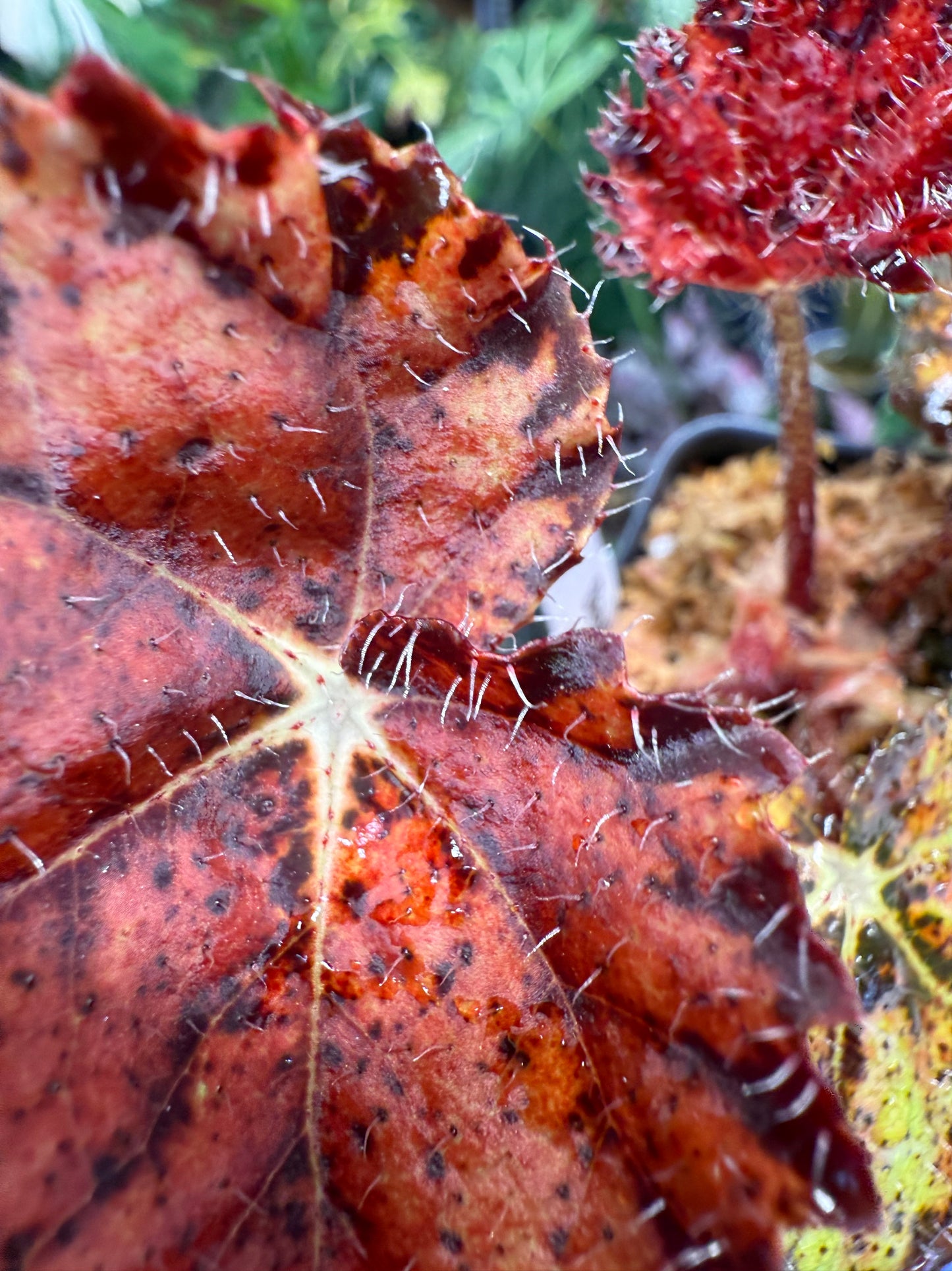 Begonia Fall Fashion