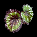 Begonia Fireworks
