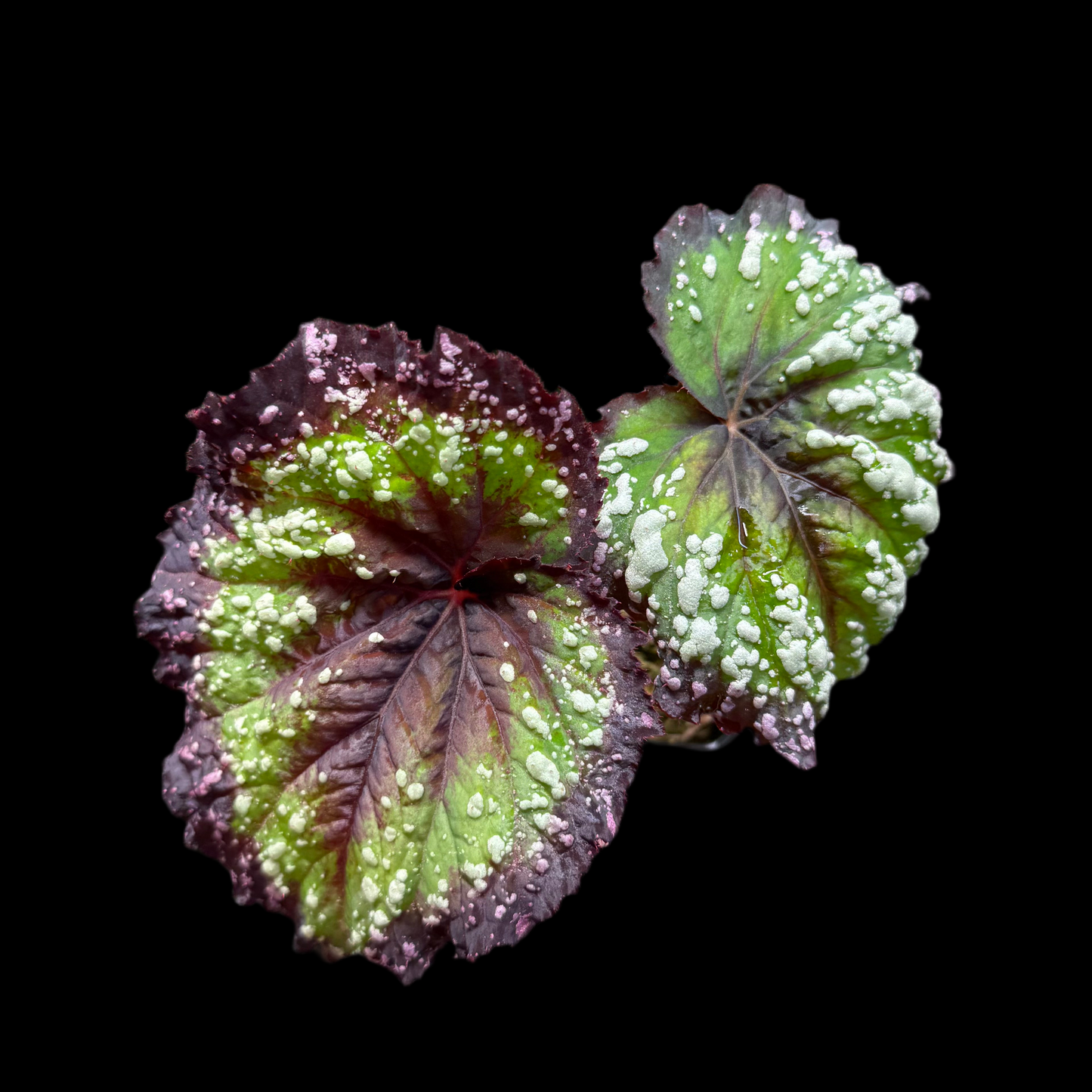 Begonia Fireworks