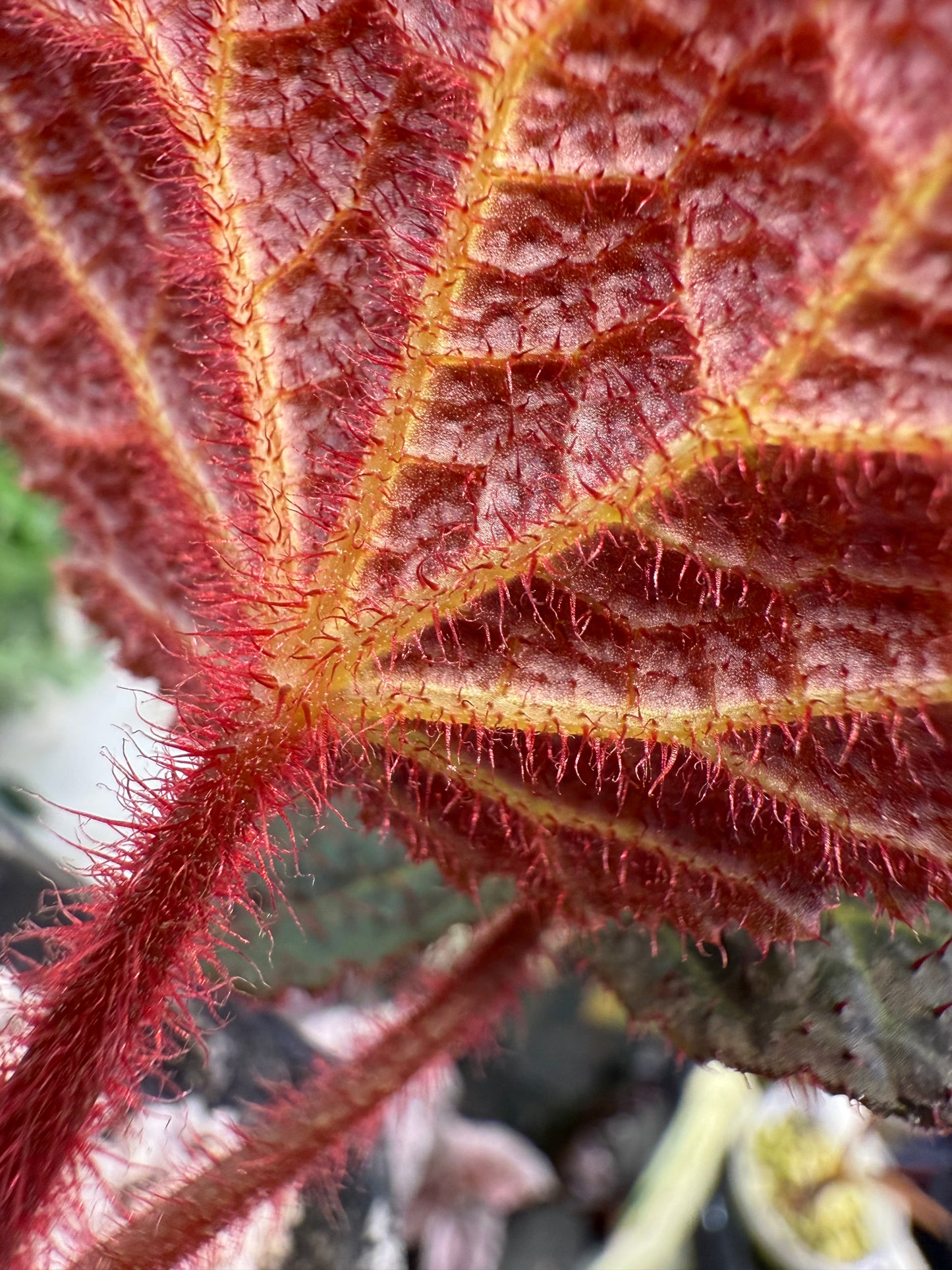 Begonia Chloroneura x Kui