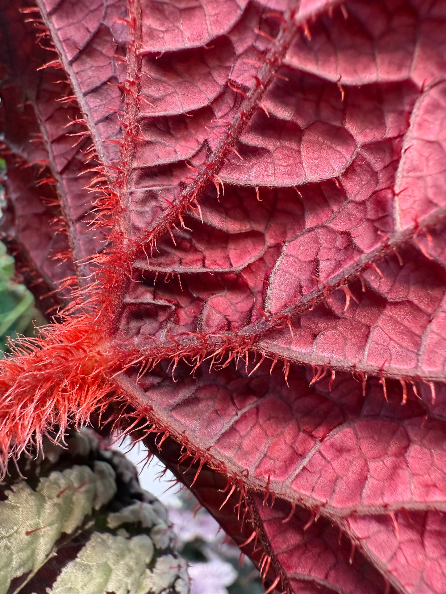 Begonia Fedor
