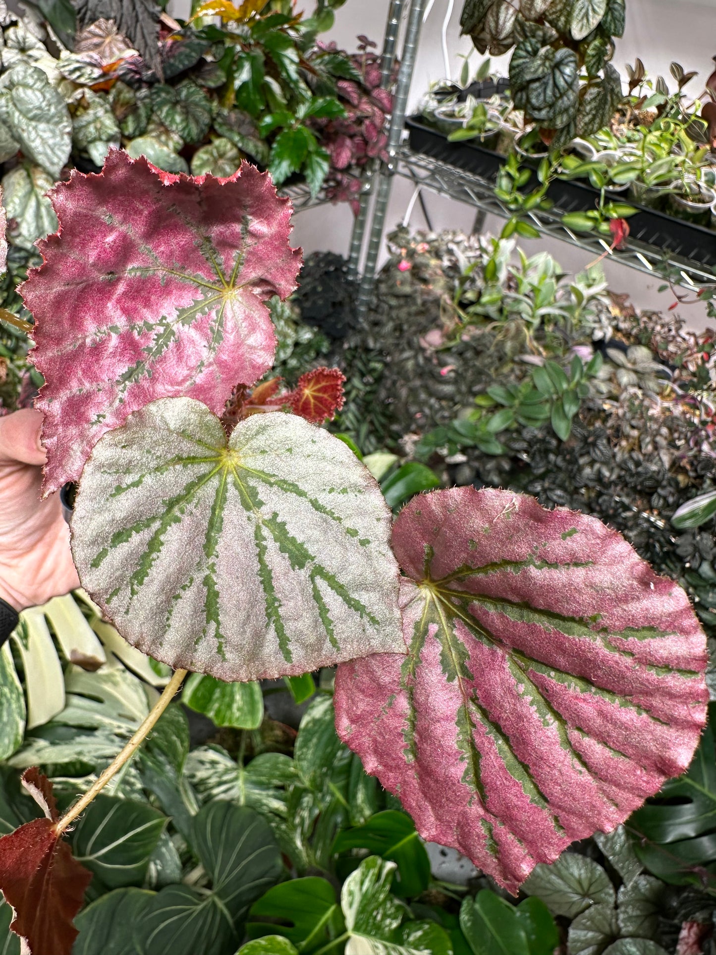 Begonia U192