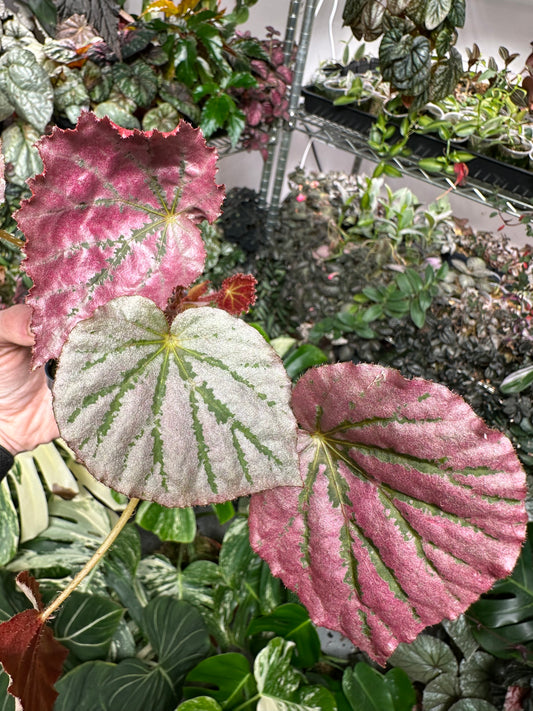 Begonia U192