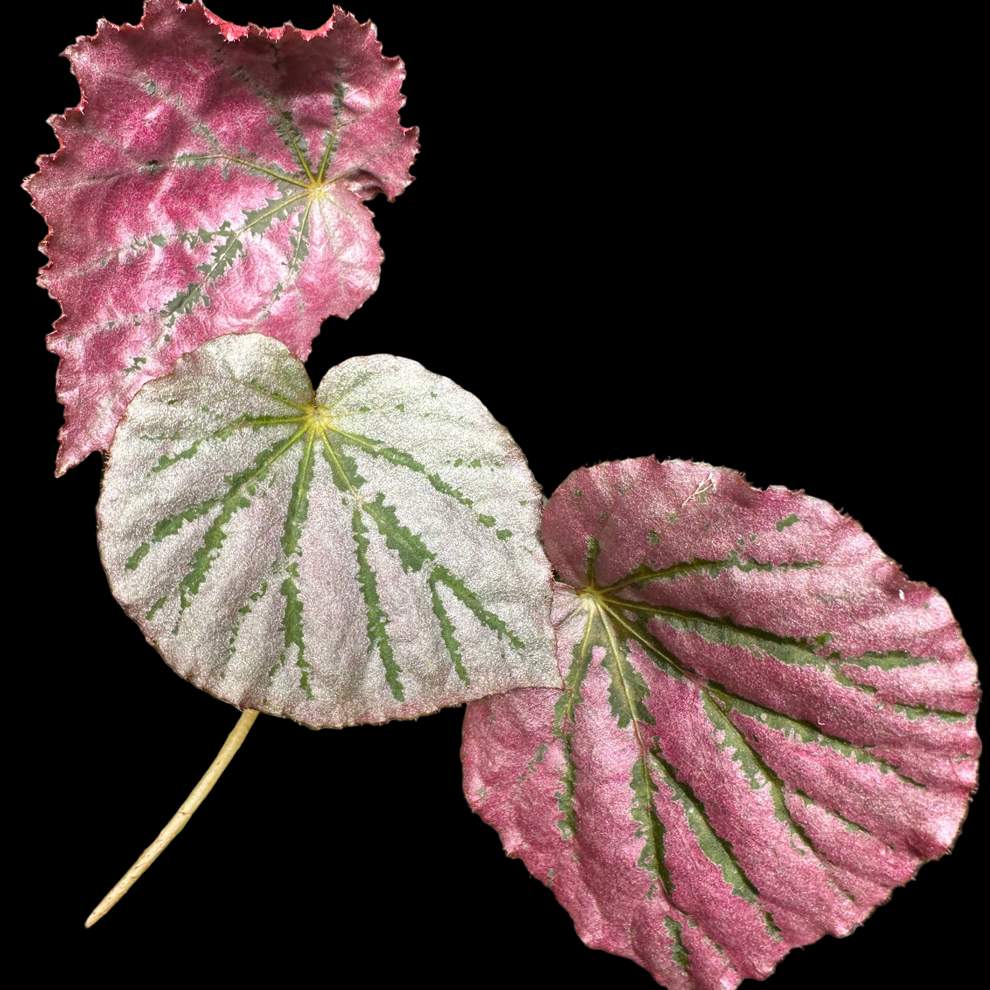 Begonia U192 begonia plant in pot