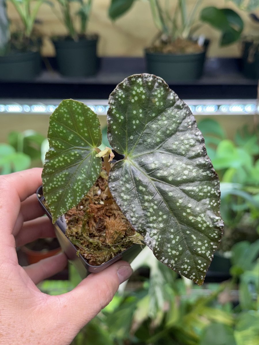 Begonia Moona