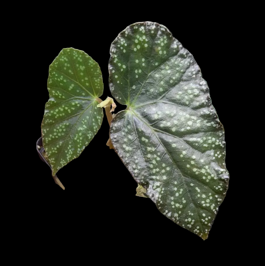 Begonia Moona