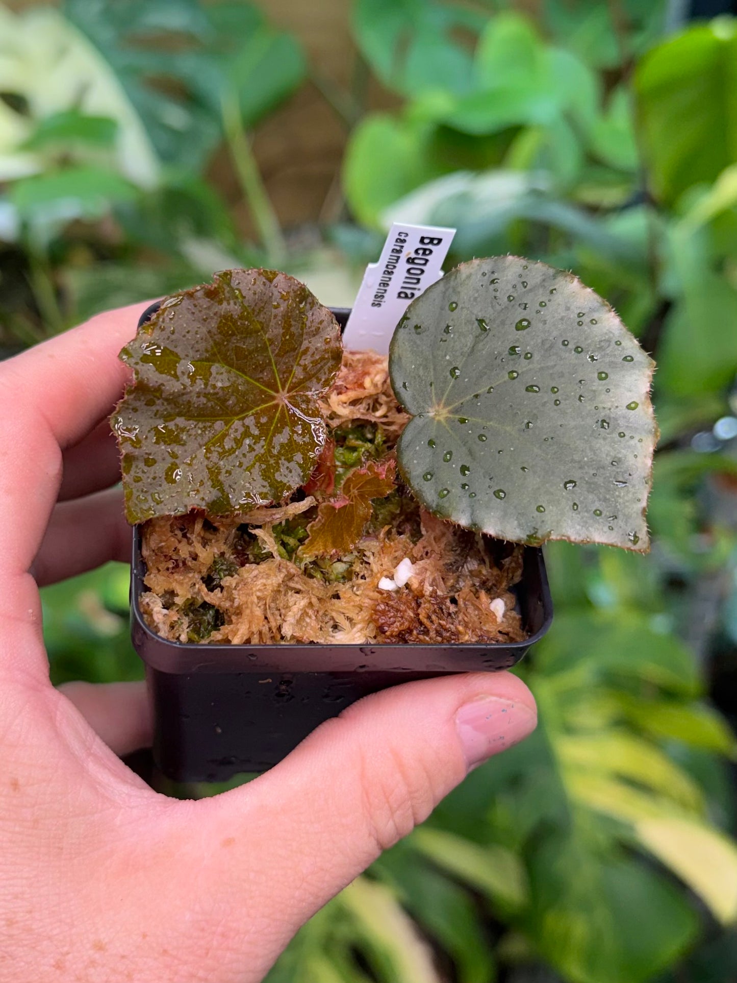 Begonia caramoanensis
