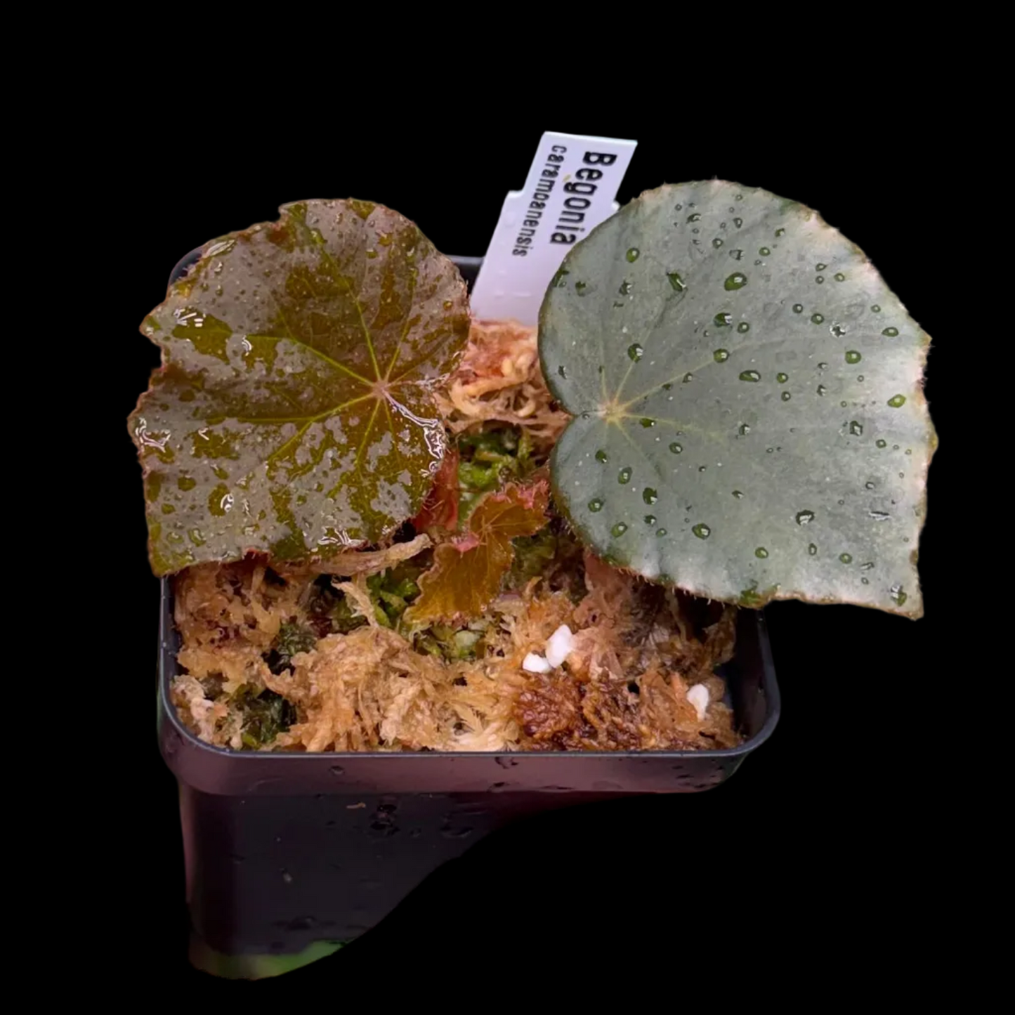 Begonia caramoanensis