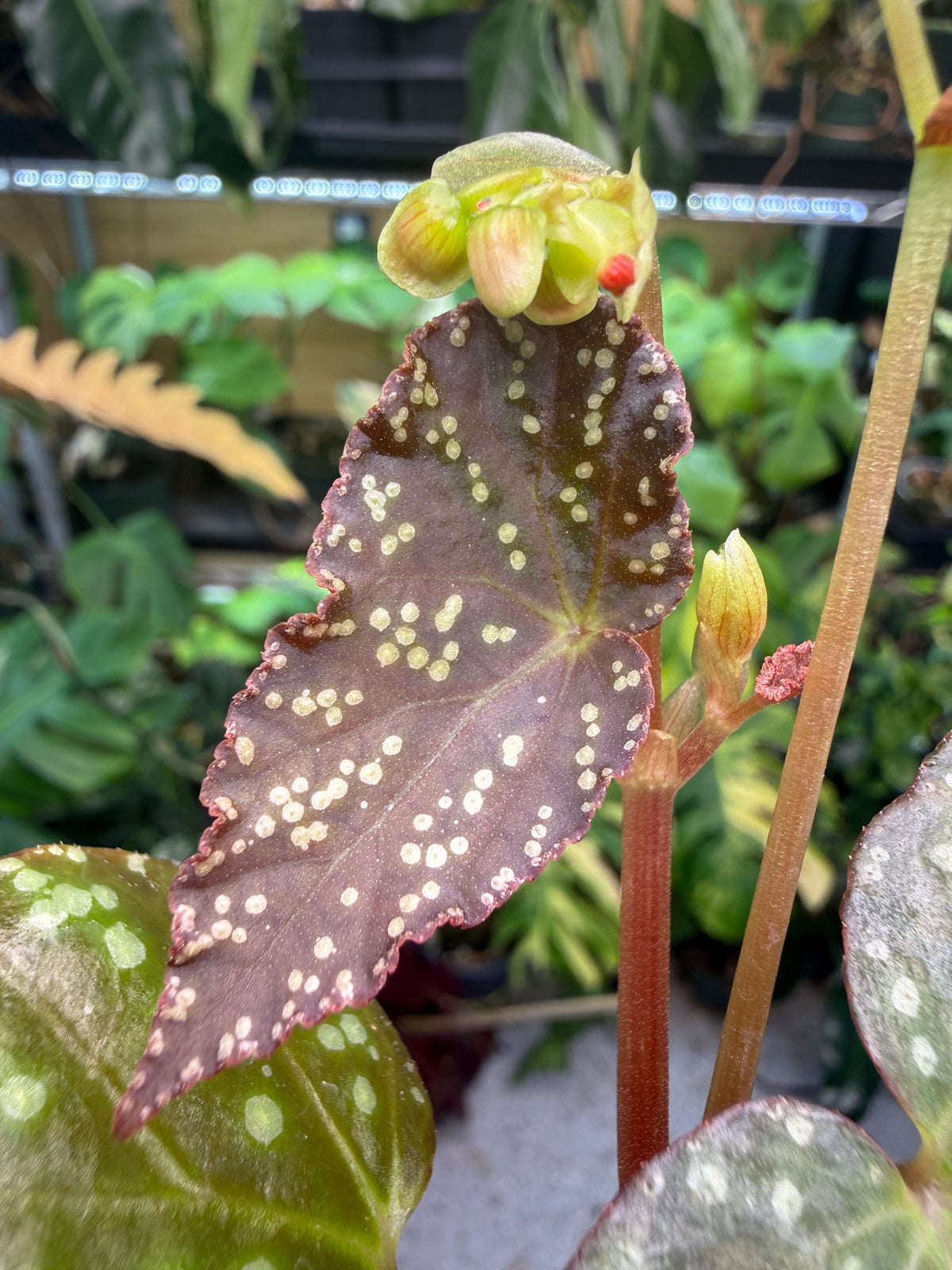 Begonia Moona