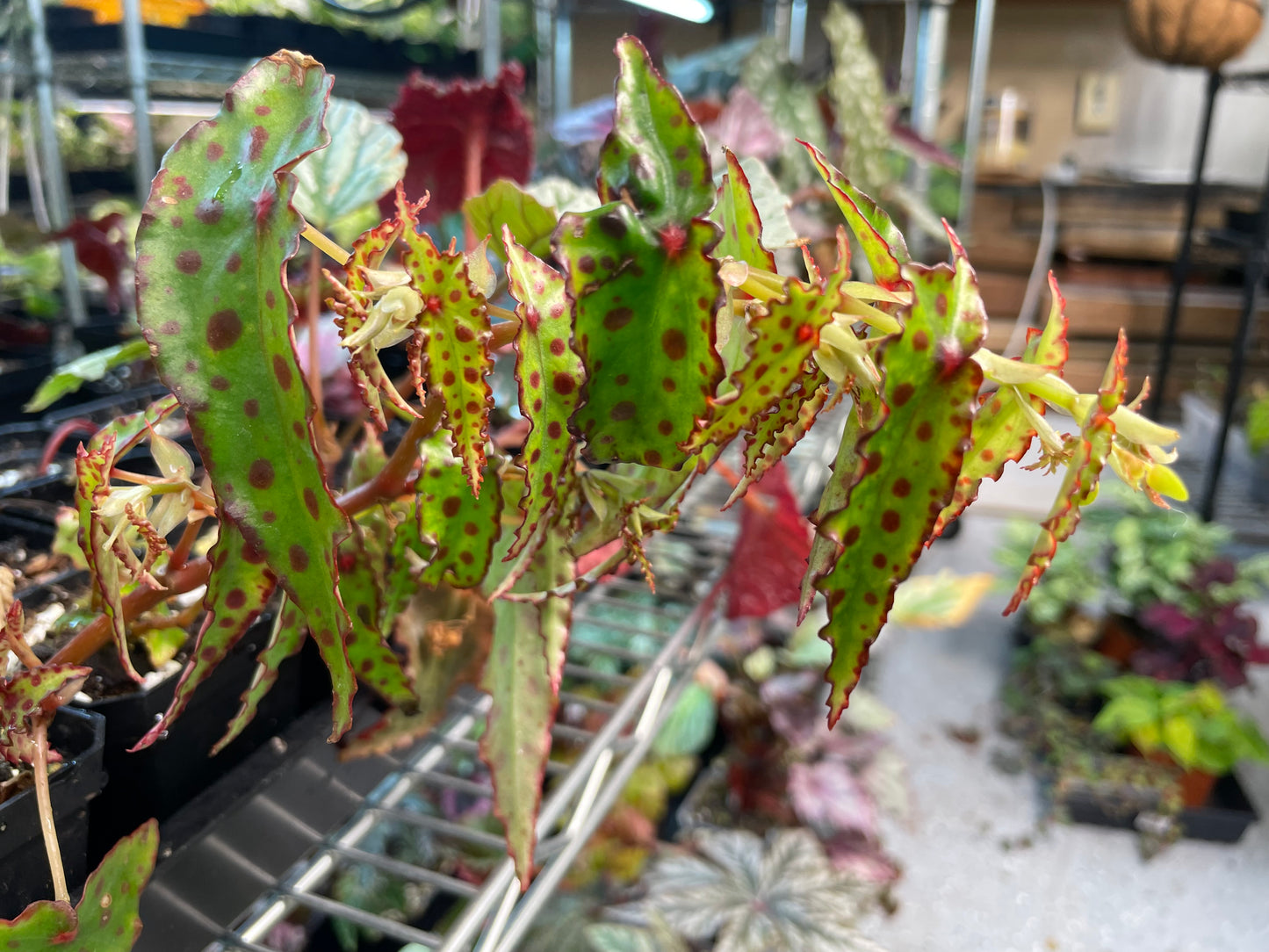 Begonia Amphioxis