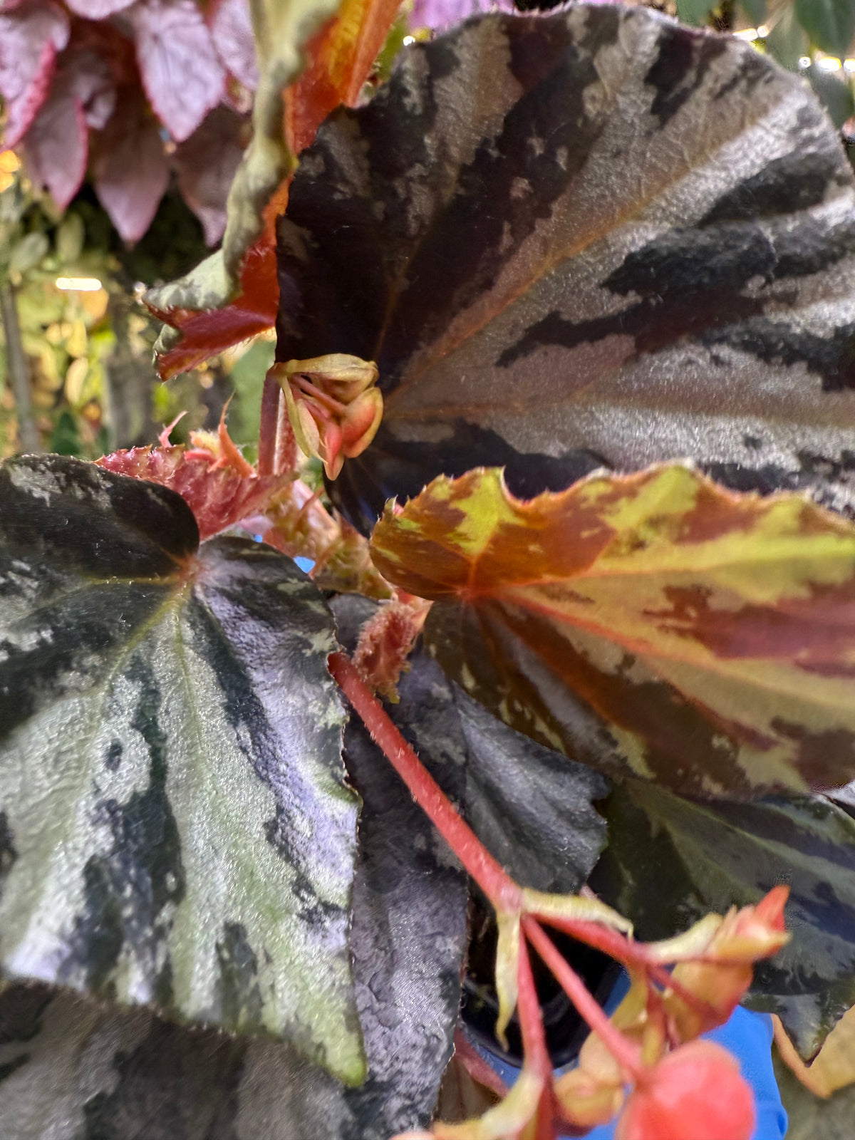 Begonia truncatifolia