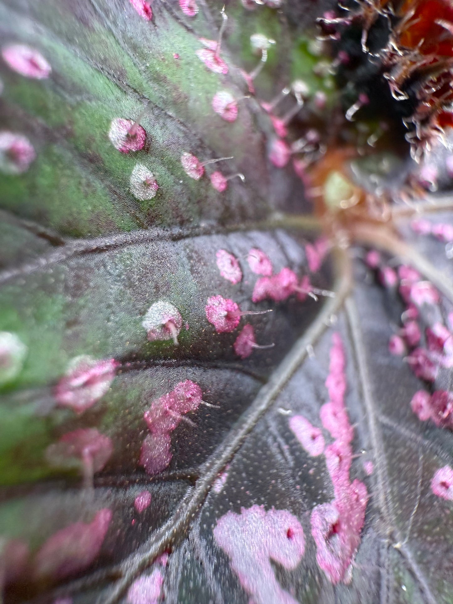 Begonia Confetti