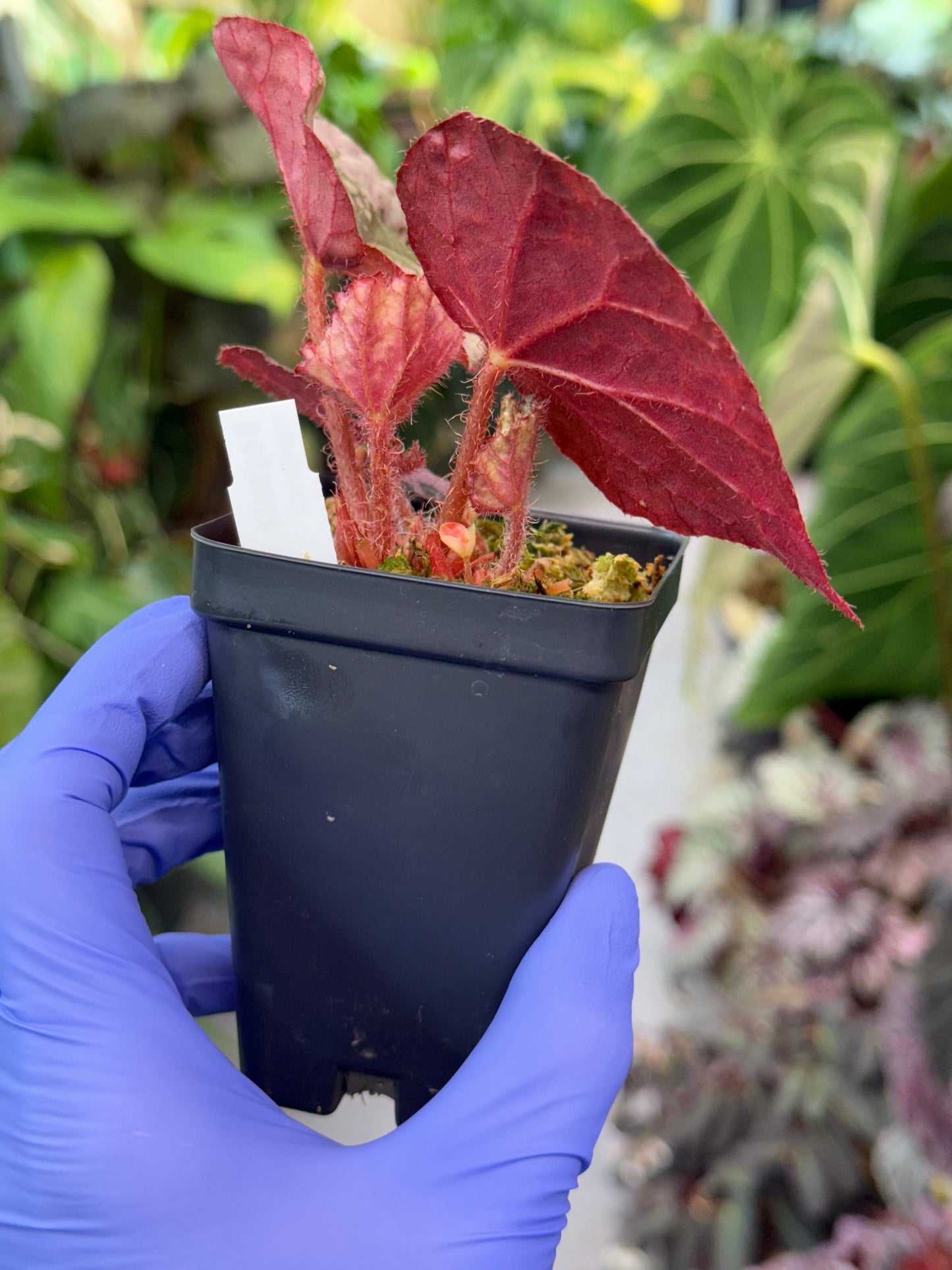 Begonia nigritarum