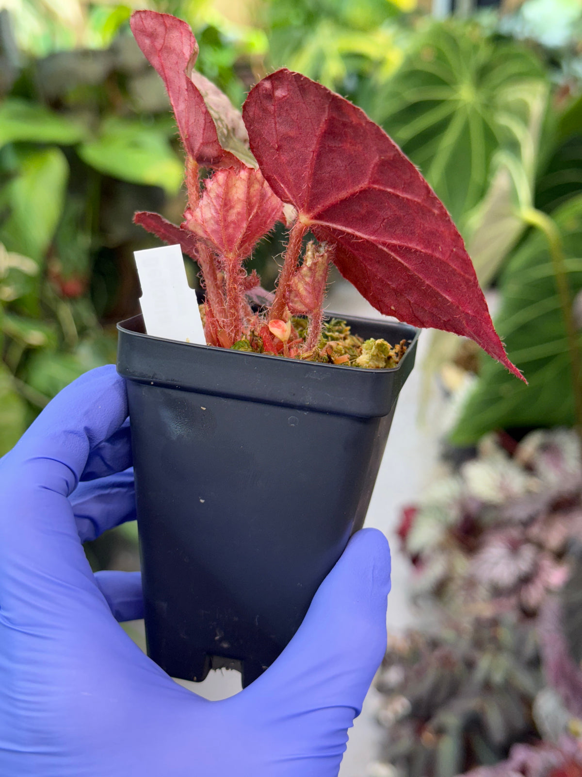 Begonia nigritarum