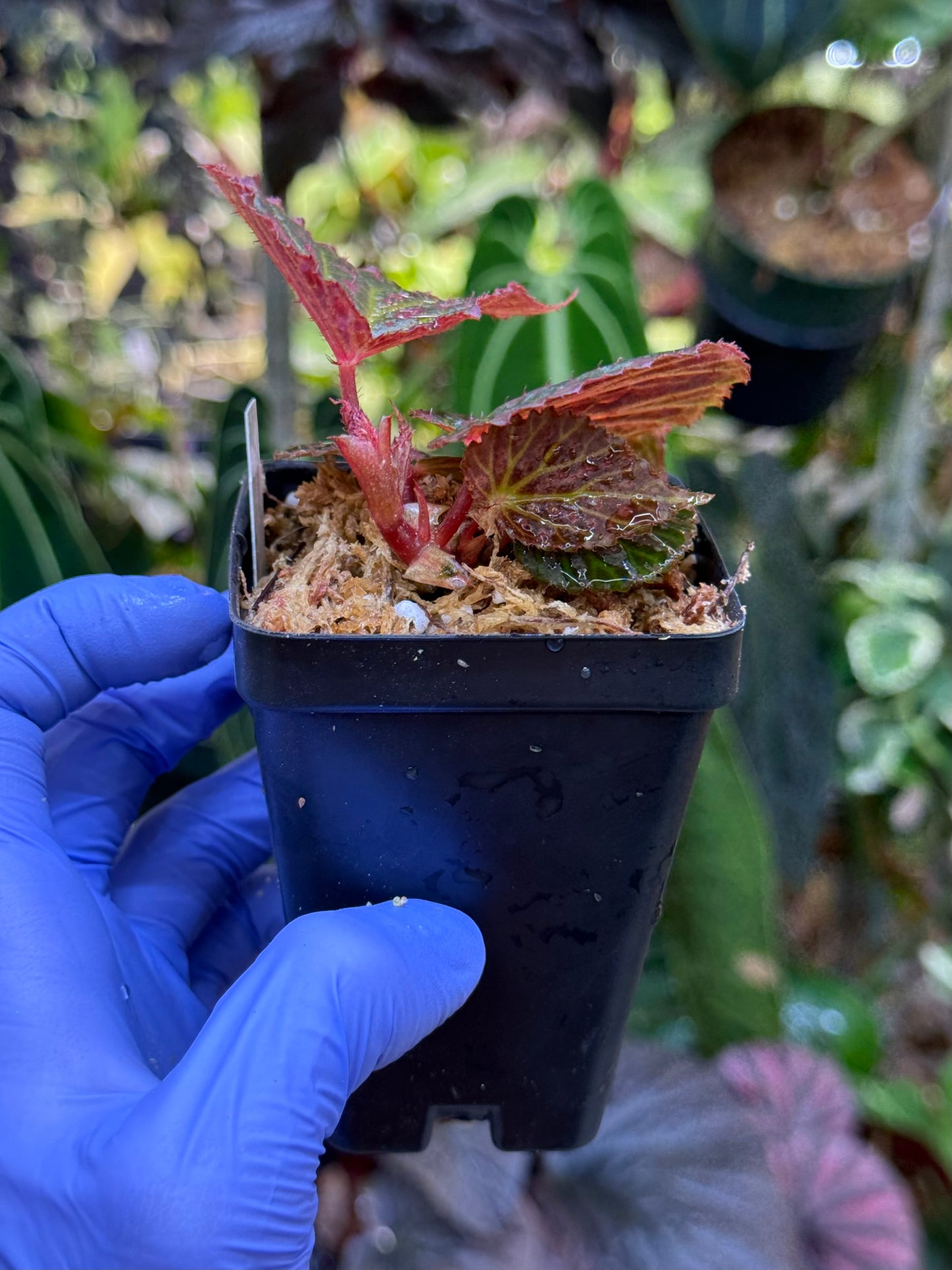 Begonia Chlorosticta x Chloroneura