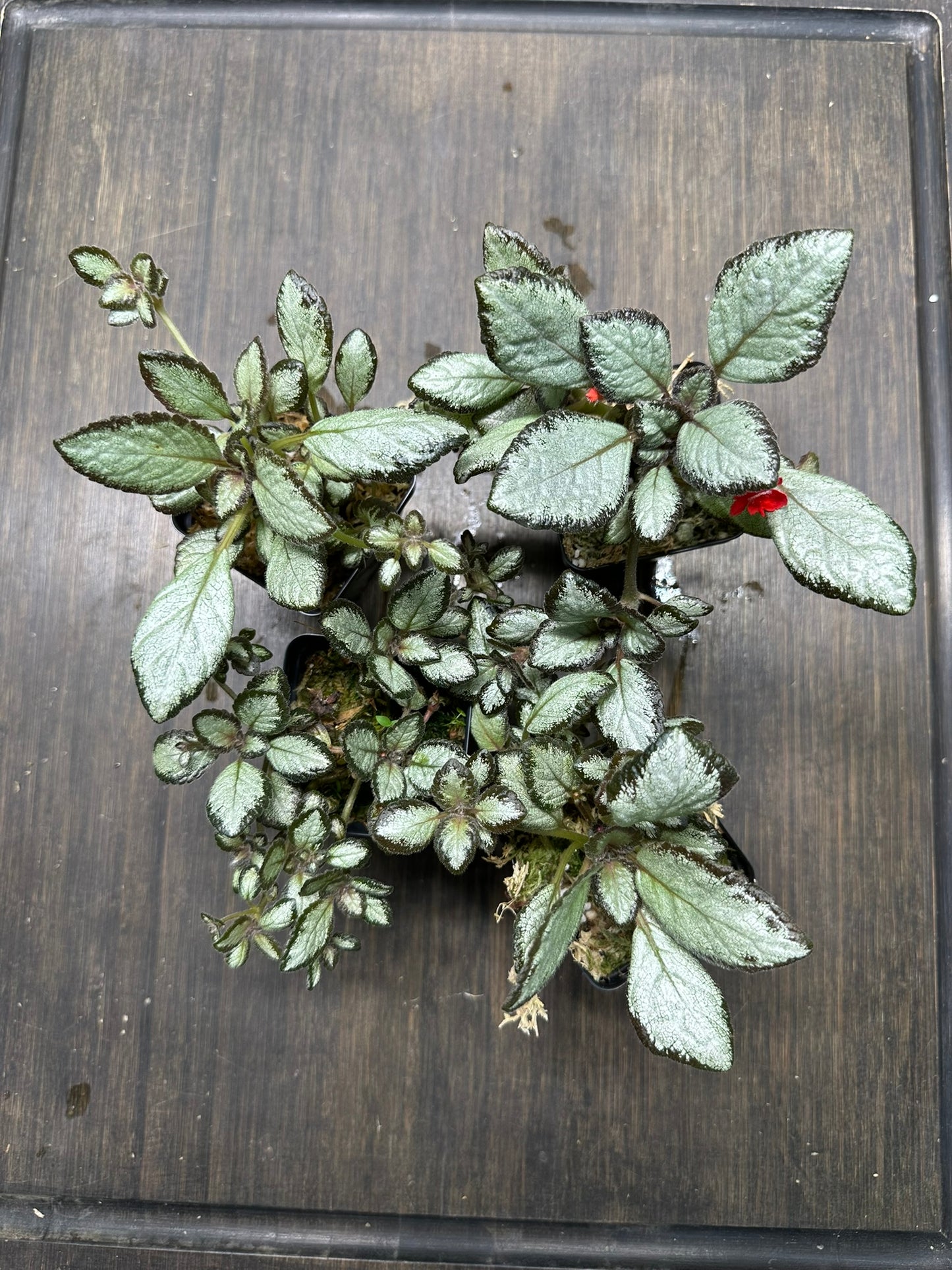 Episcia 'Silver Skies' Houseplant