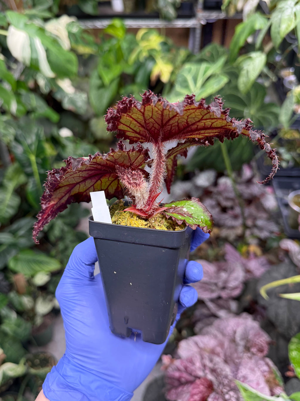 Begonia Harmony's Later Gator