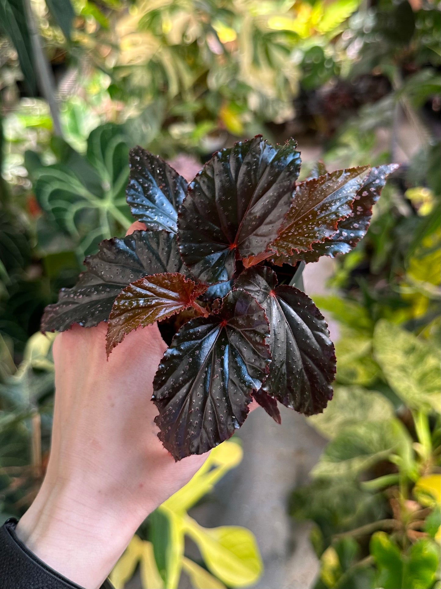 Begonia Arabian Sunset