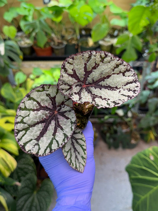 Begonia Fedor