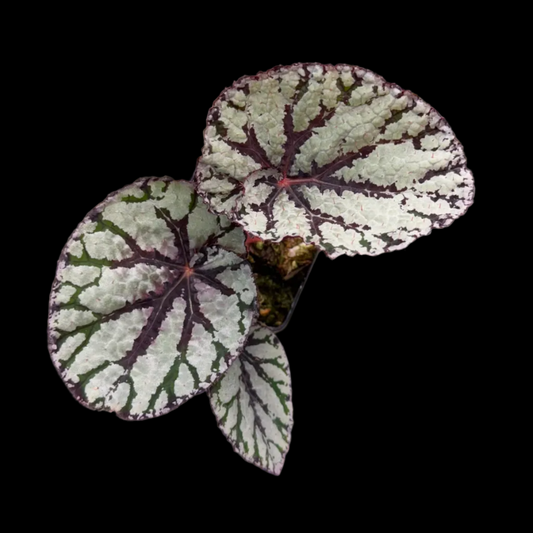 Begonia Fedor
