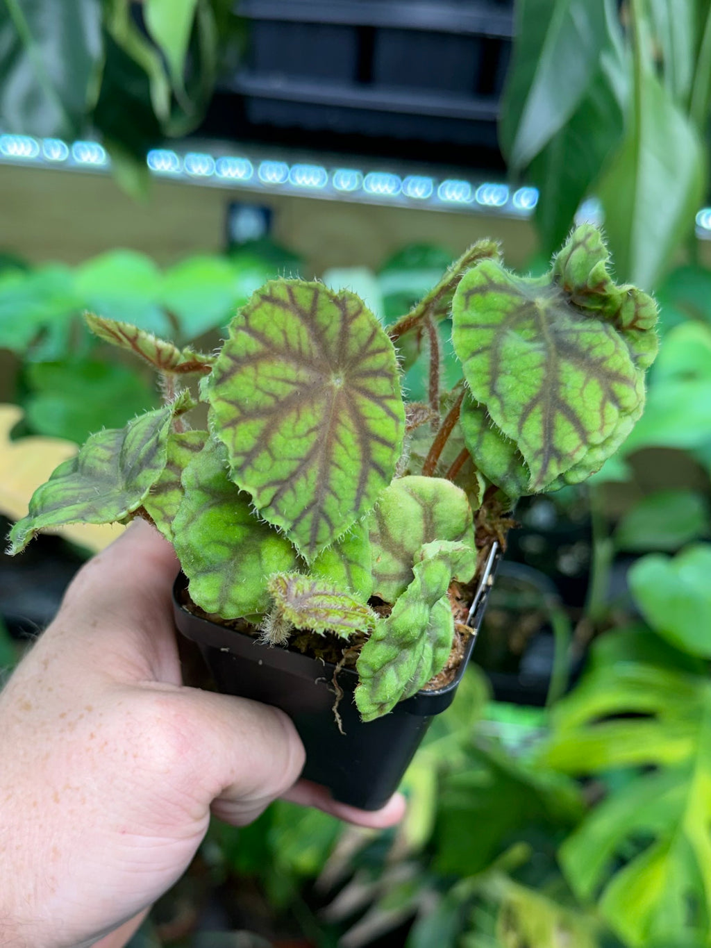 Begonia quadrialata ssp. nimbaensis