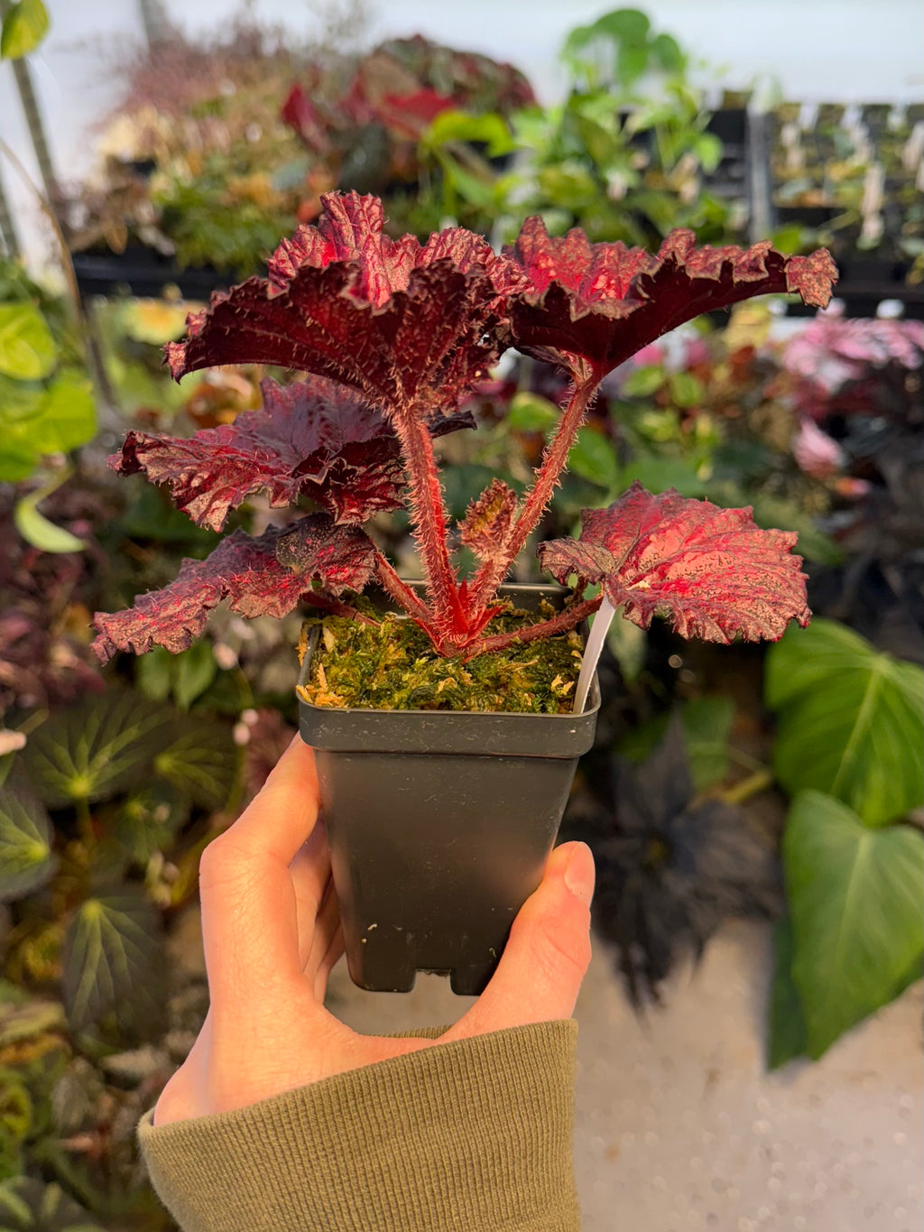 Begonia Harmony's Love Hurts
