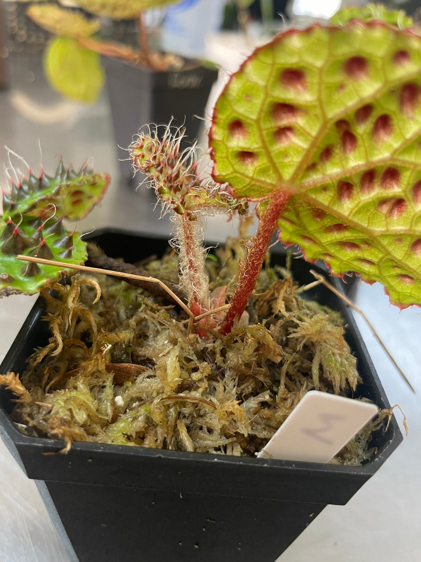 Begonia Melanobullata