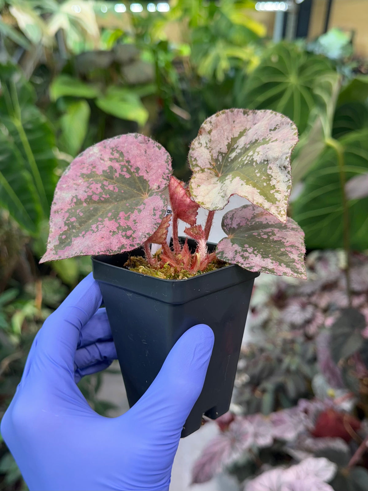 Begonia nigritarum