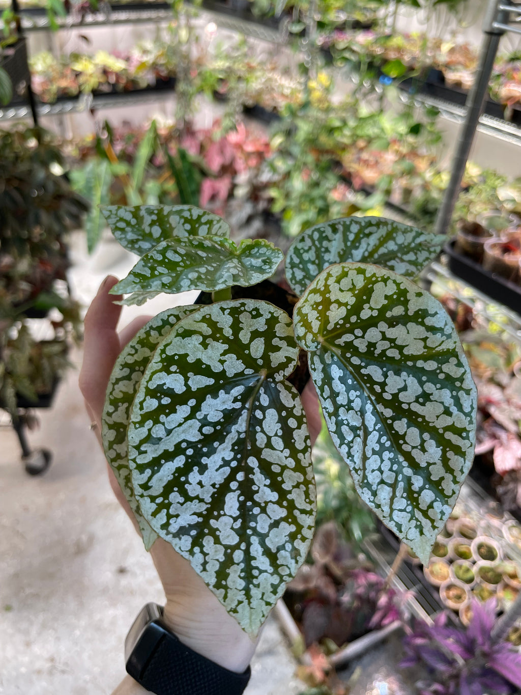 Begonia Snow Capped