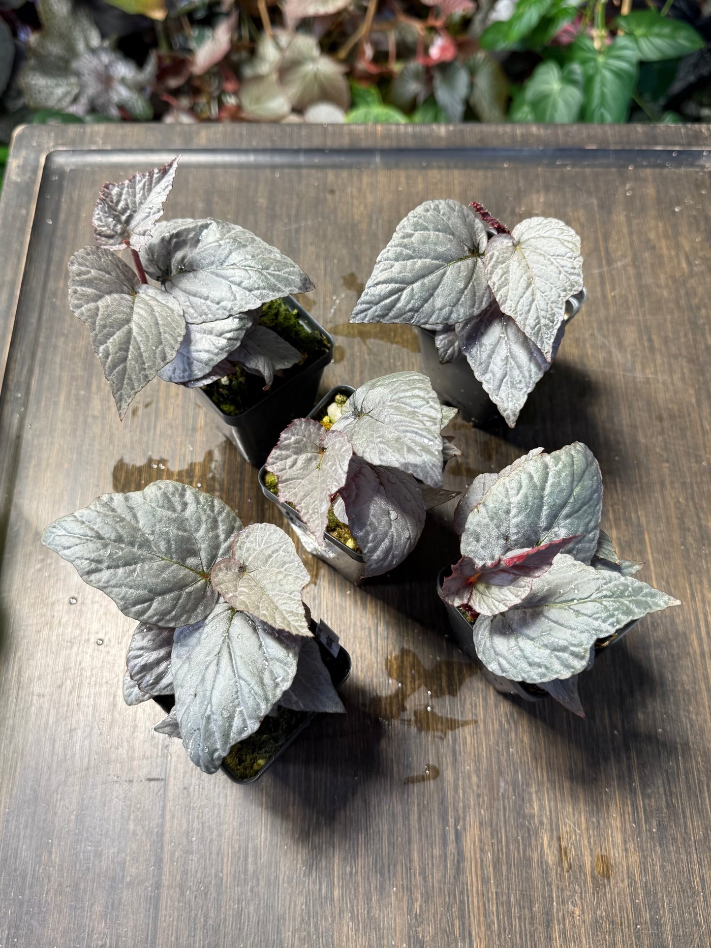 Begonia Silver Limbo