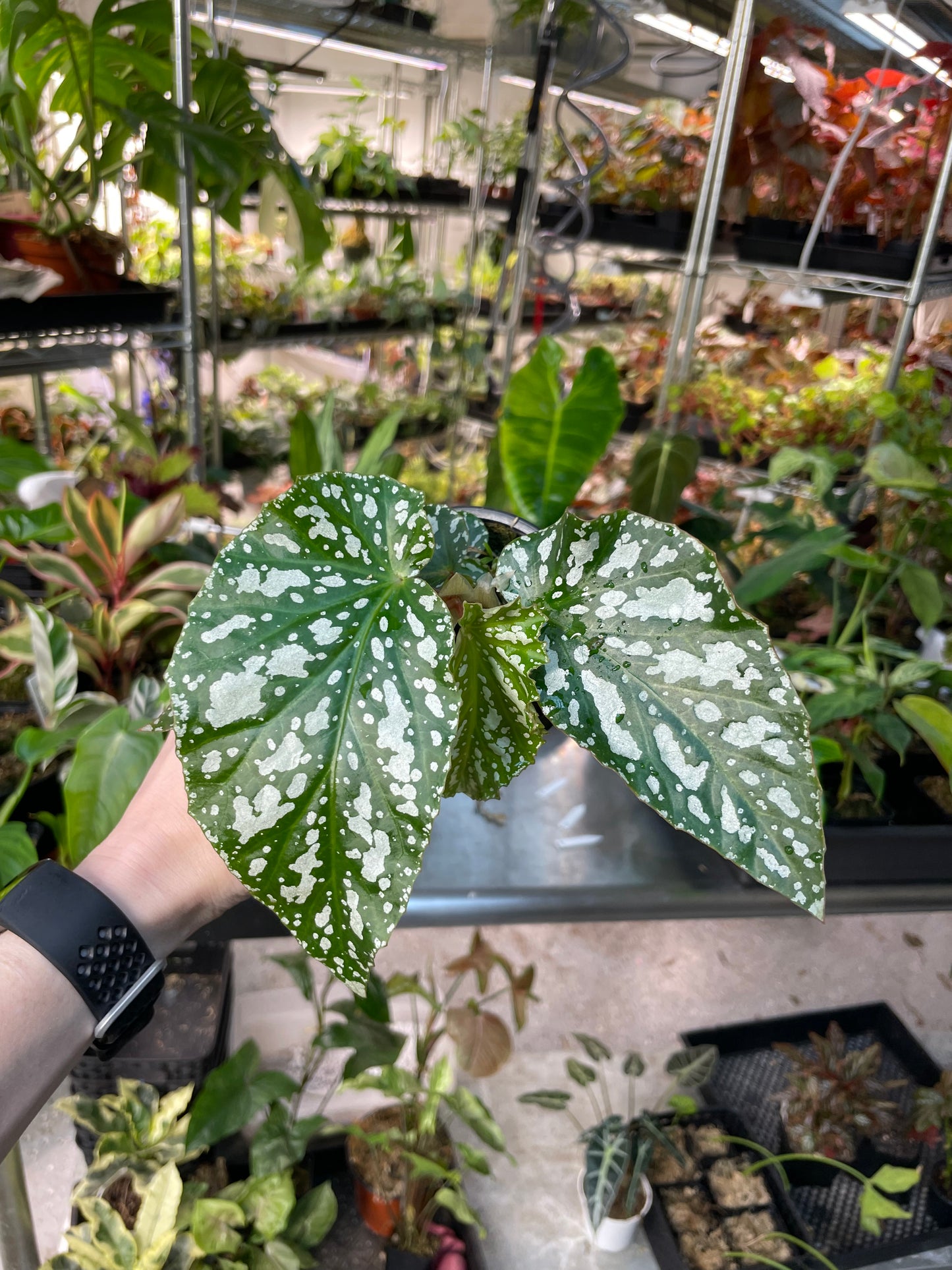 Begonia Ice Capades