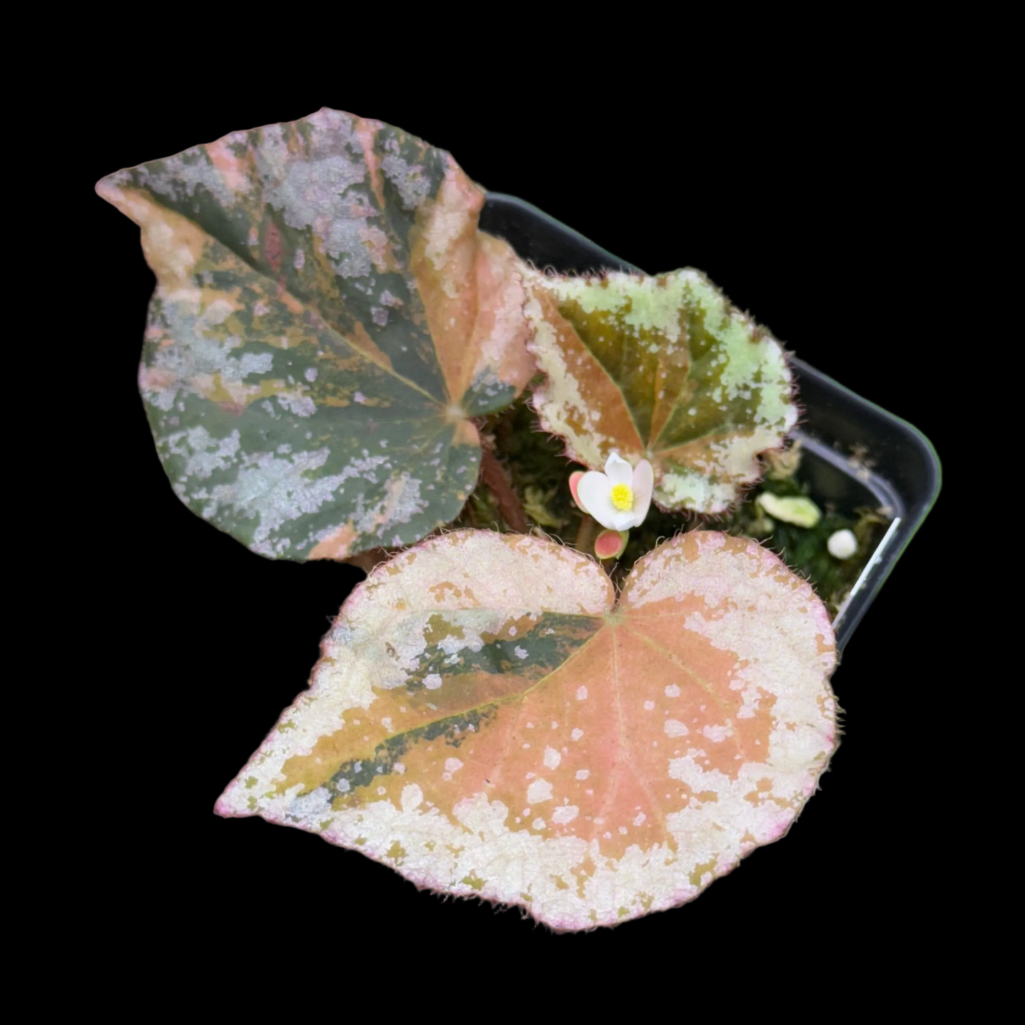 Begonia nigritarum variegata