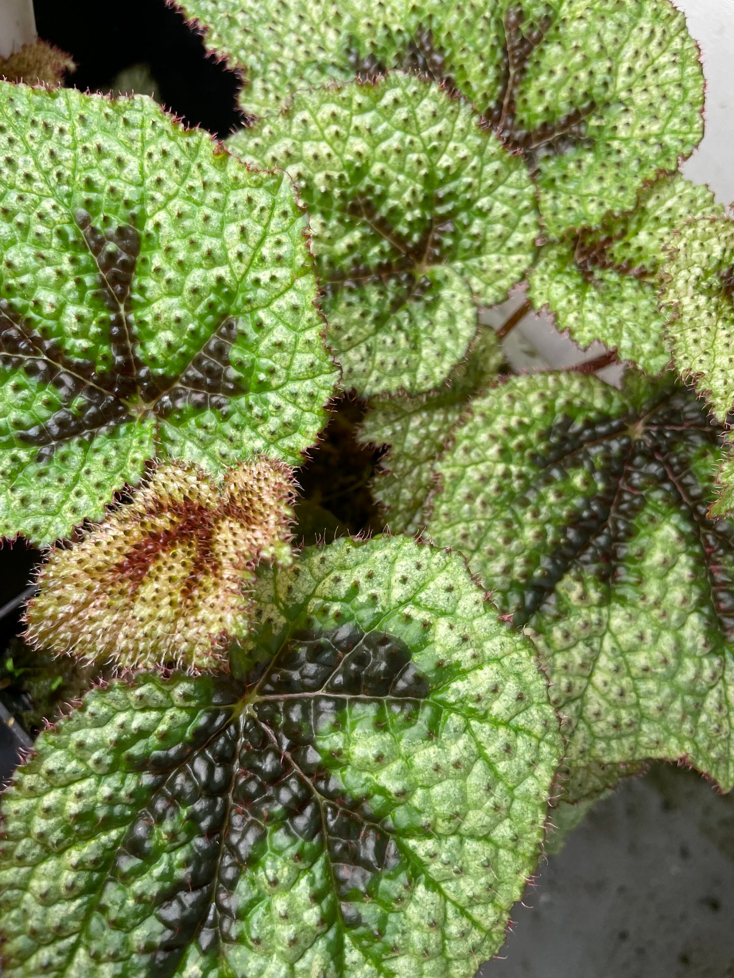 Begonia Masoniana Tricolor