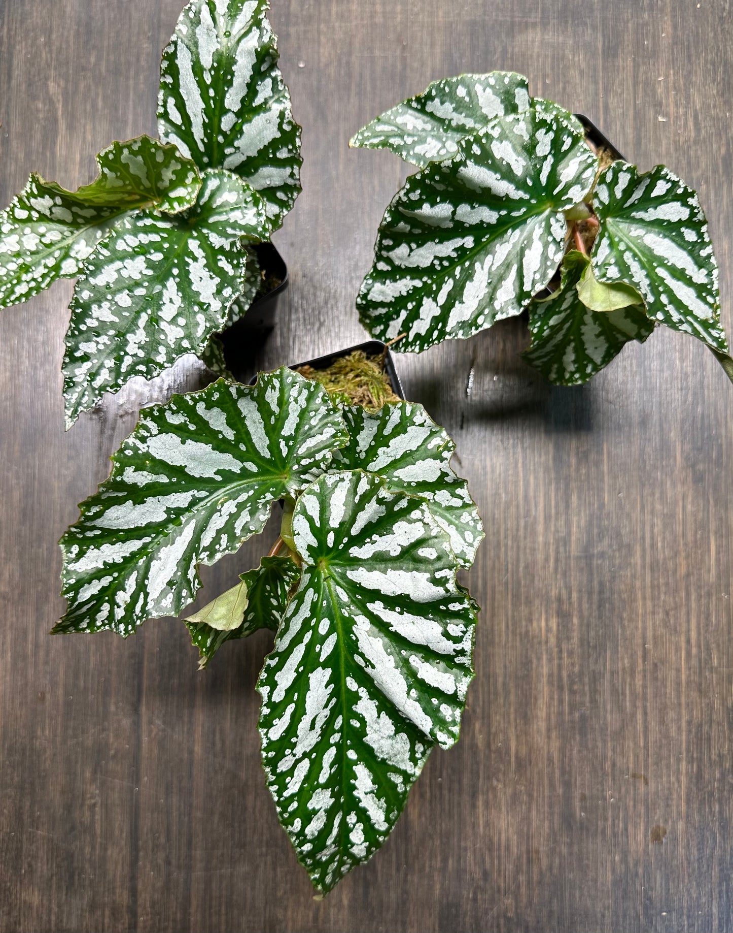 Begonia Ice Capades