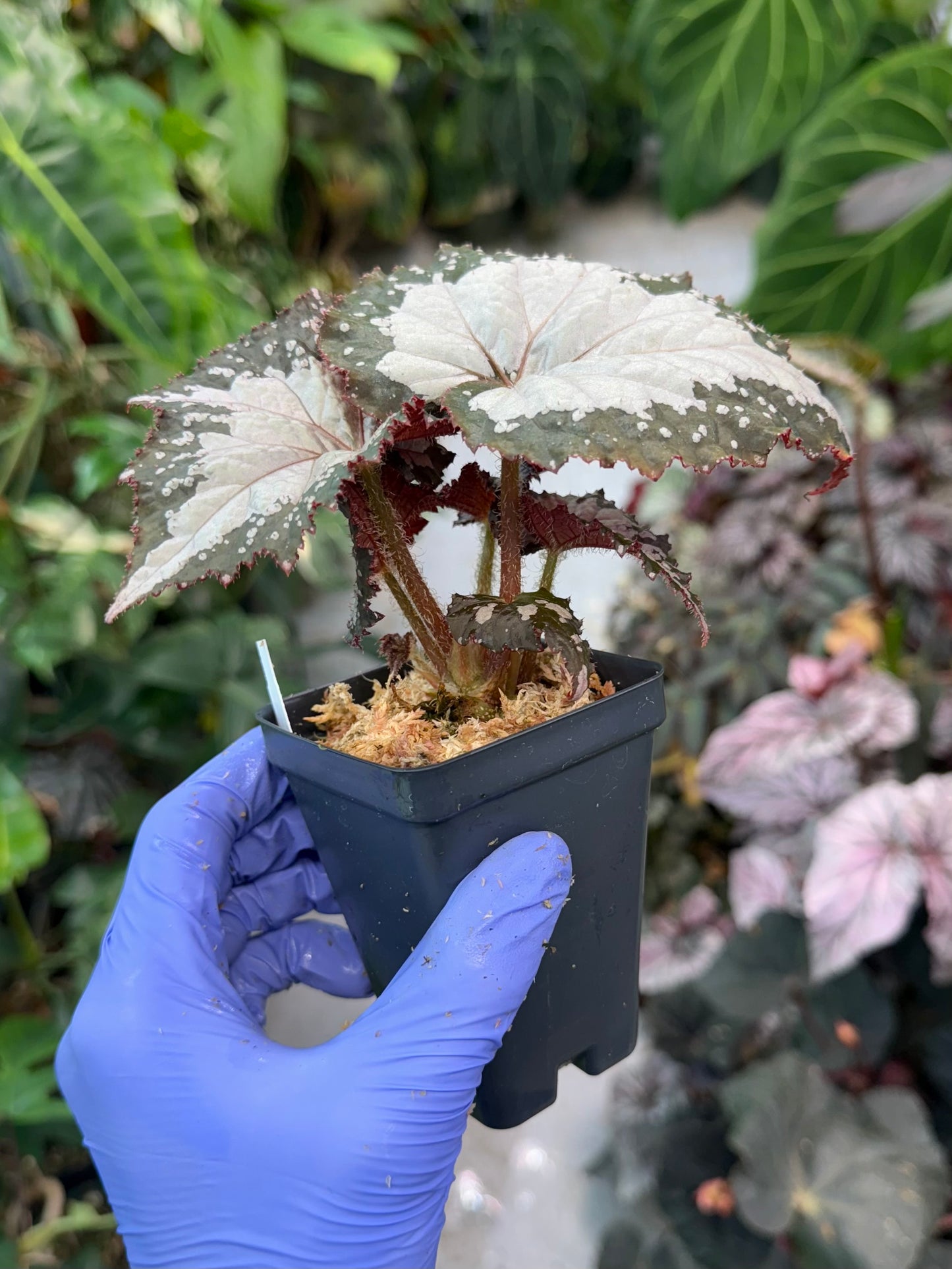 Begonia West Texas Blizzard