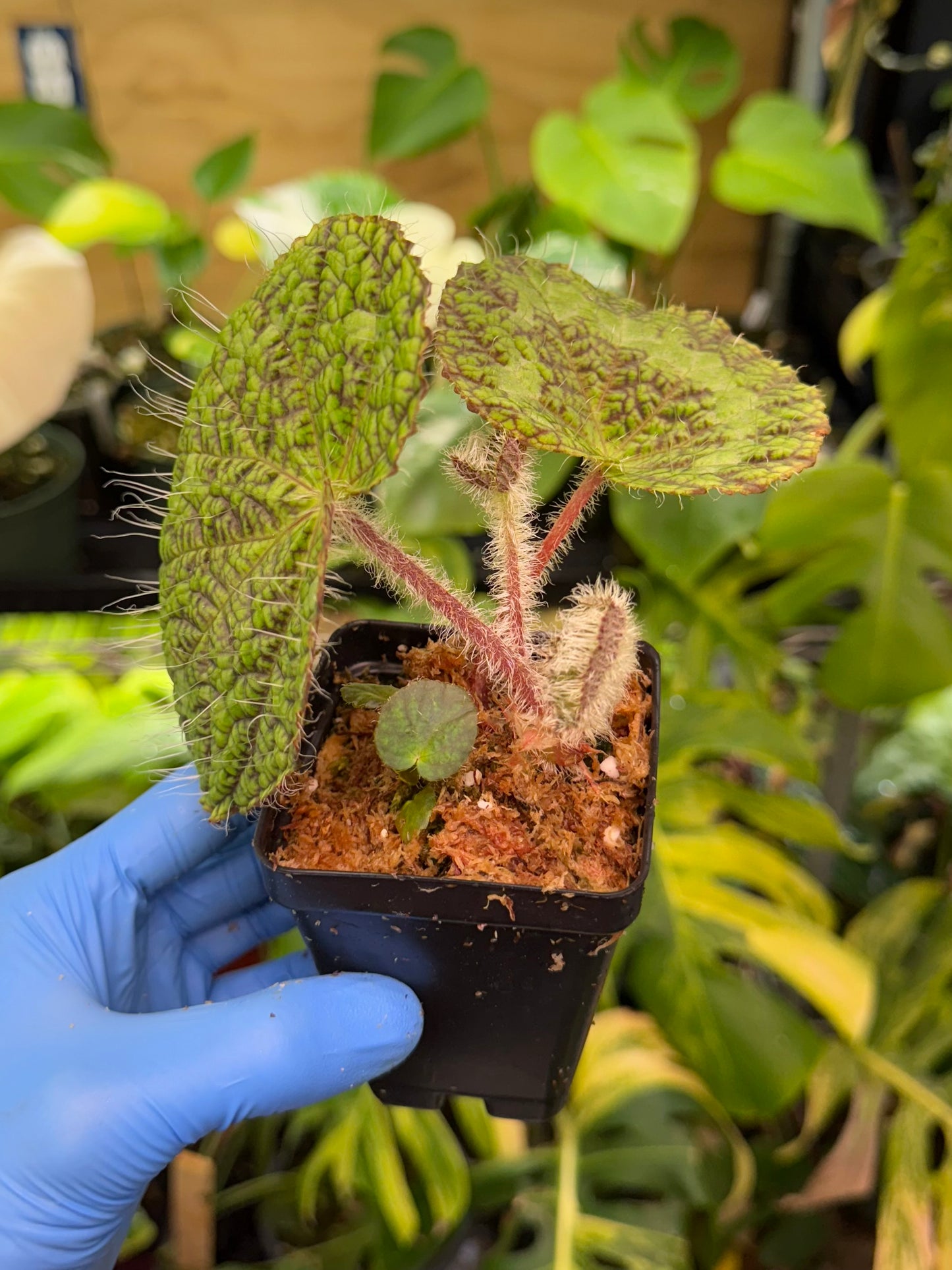 Begonia longiciliata 'Sizemorea'