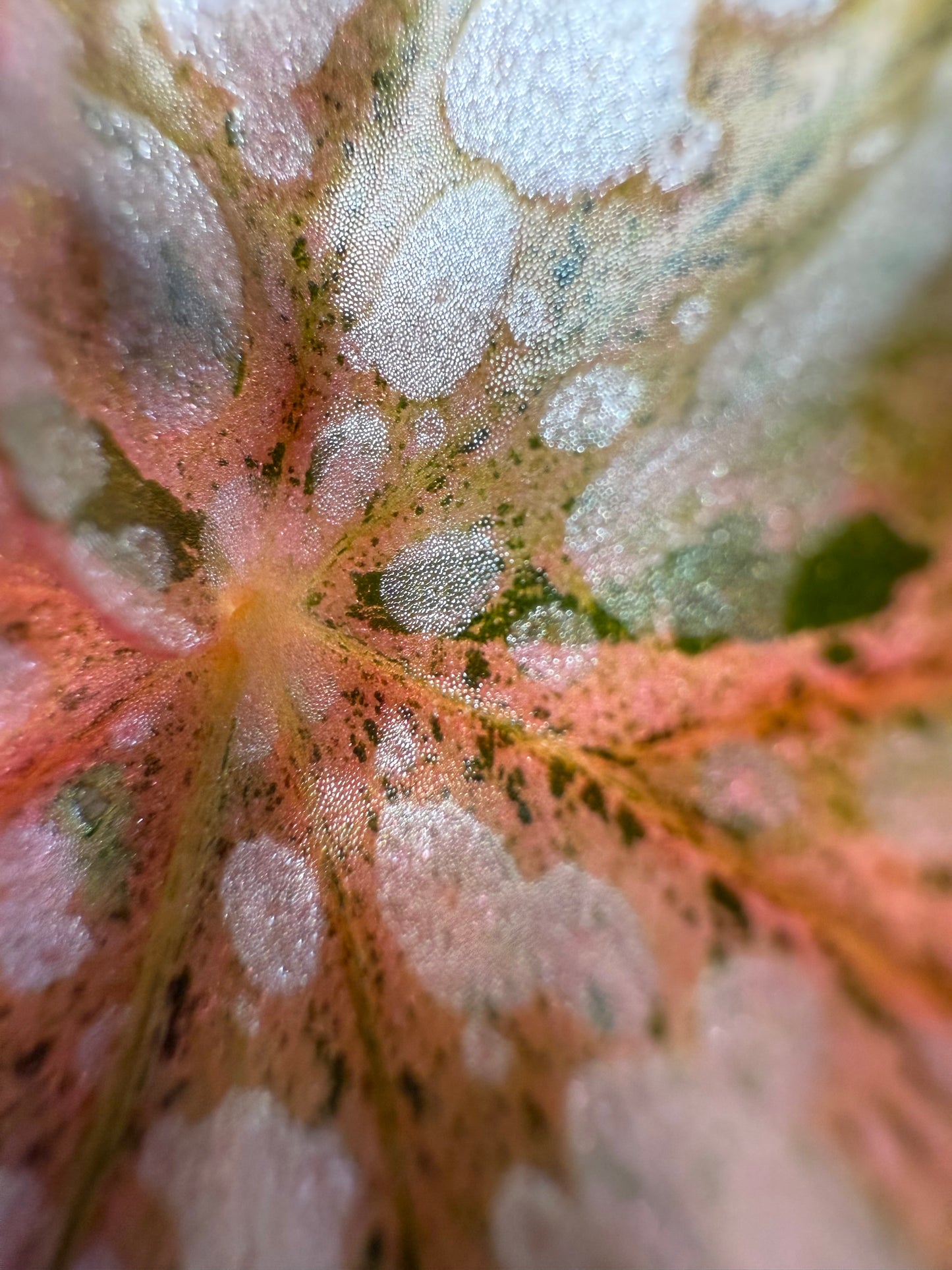 Begonia Variegated Snow Capped