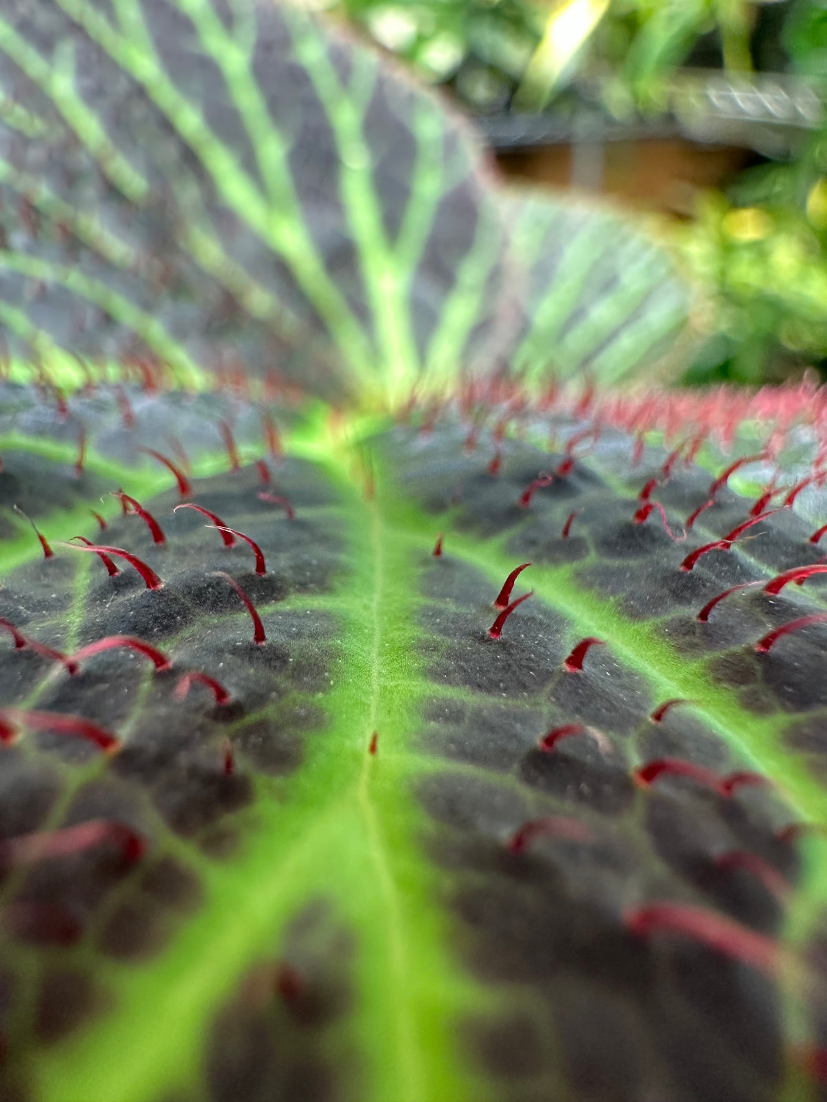 Begonia Chloroneura