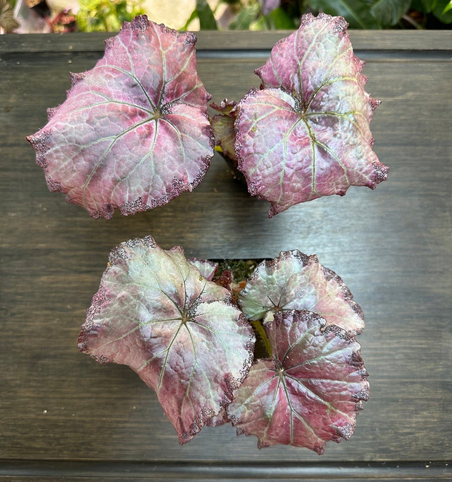 Begonia Champagne Bubbles