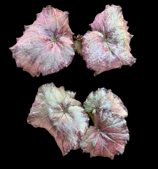 Begonia Champagne Bubbles begonia plant in pot