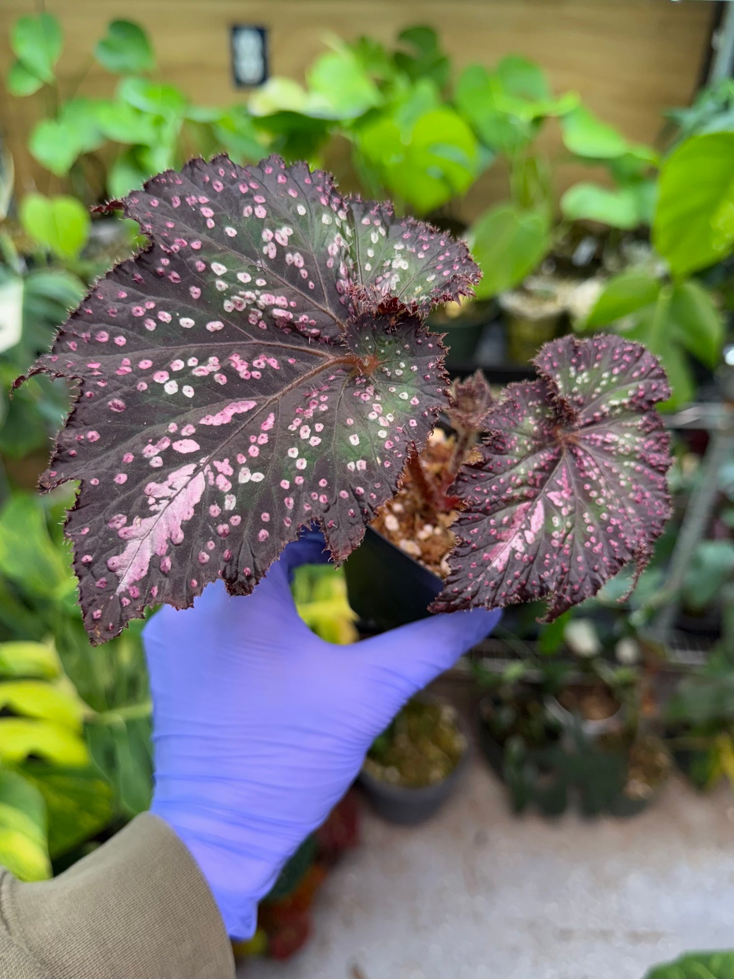 Begonia Confetti