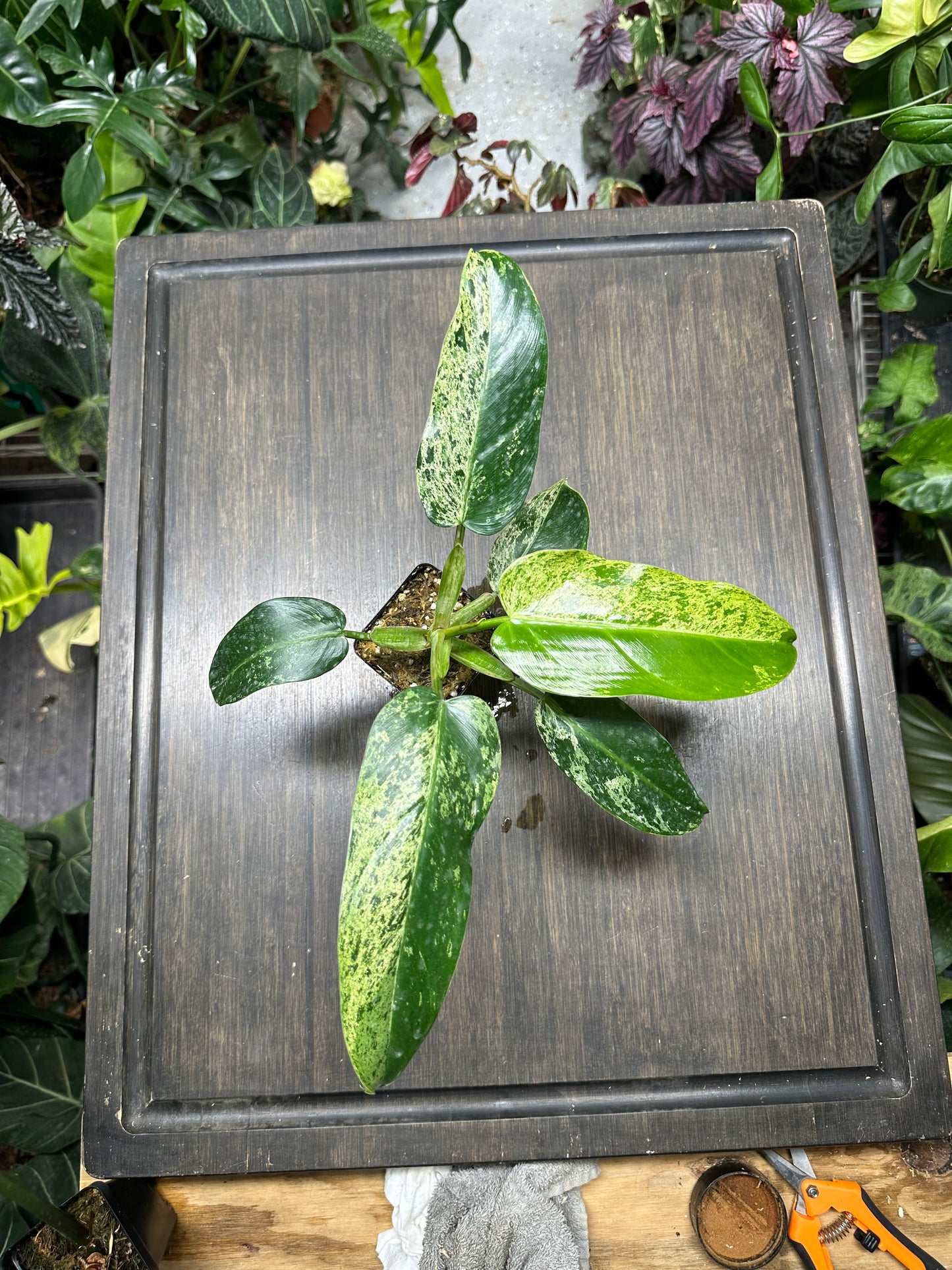 PURGE Philodendron Whipple Way Mint