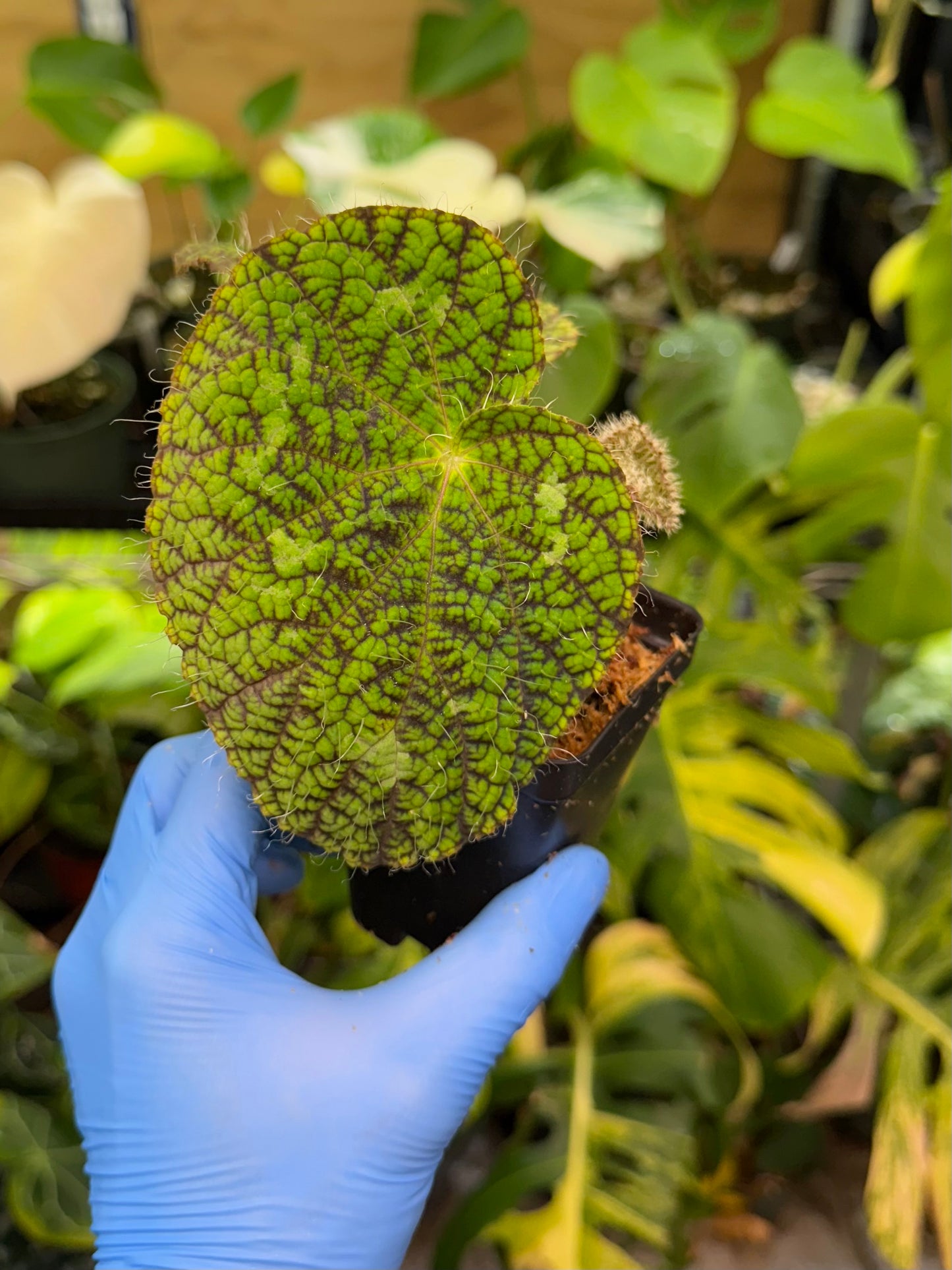 Begonia longiciliata 'Sizemorea'