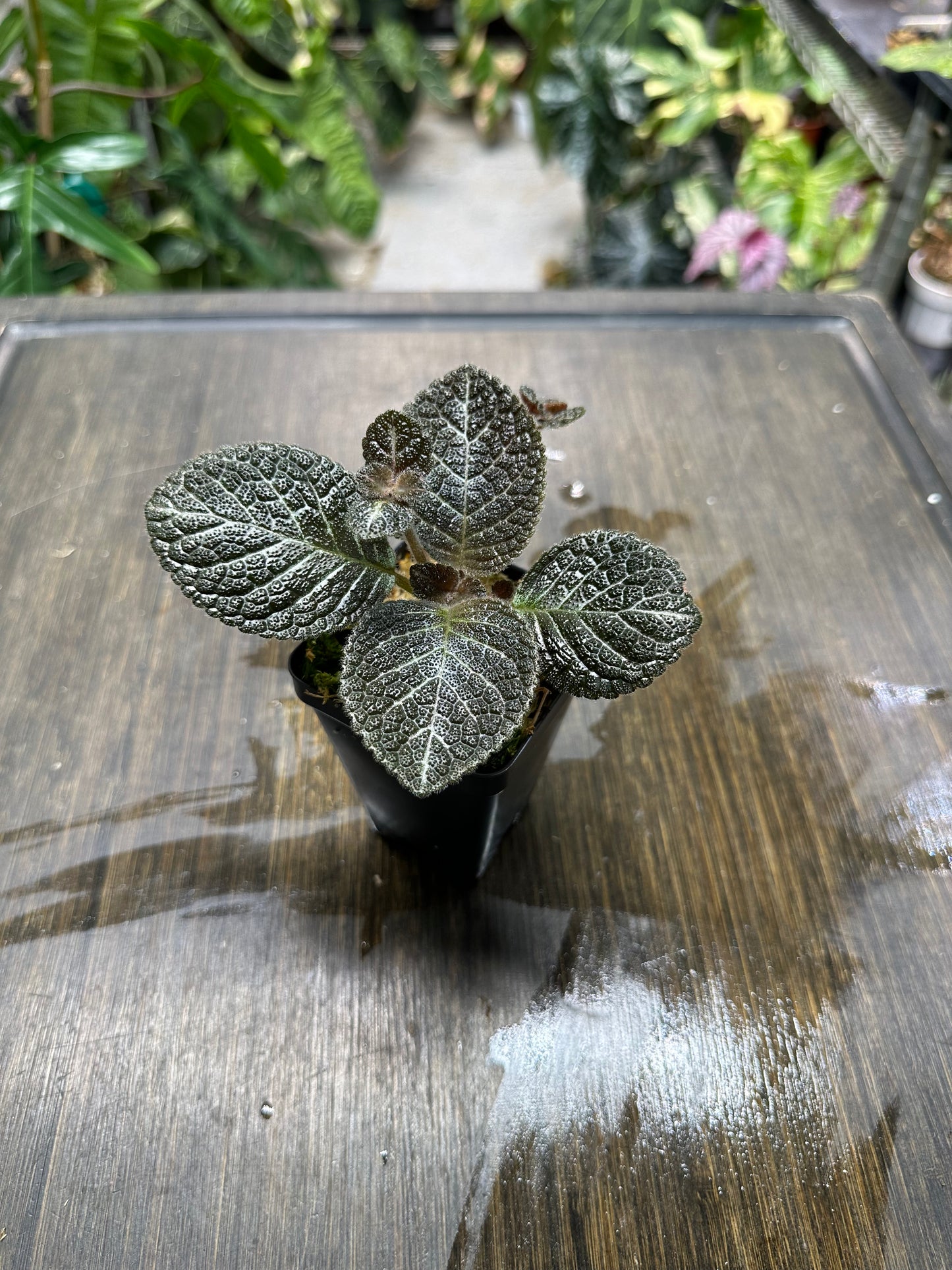 Episcia 'Longwood Gardens' Houseplant