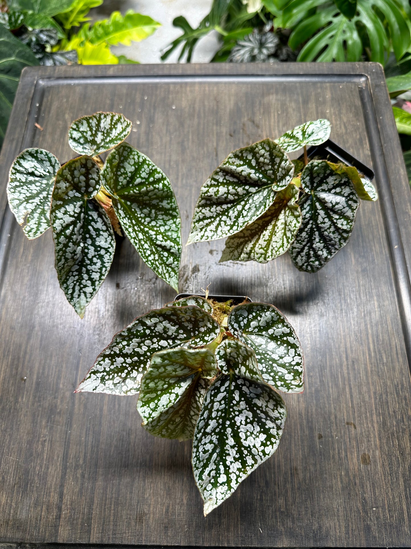 Begonia Snow Capped