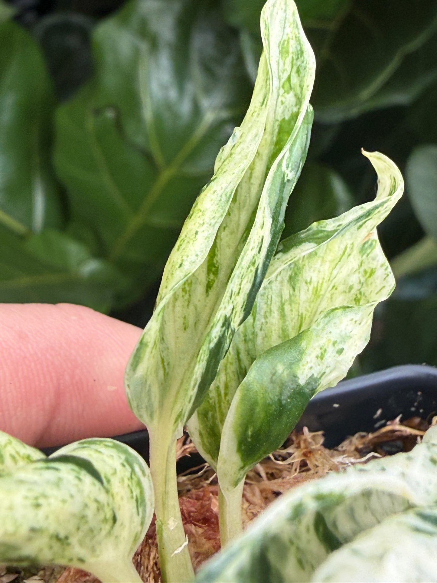 Epipremnum aureum Teruno 'Love Song' #18