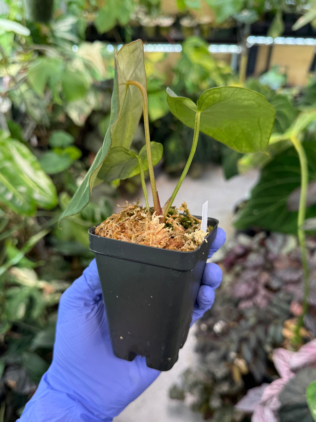 Anthurium Mag’s Spaghetii (magnificum x forgetii)