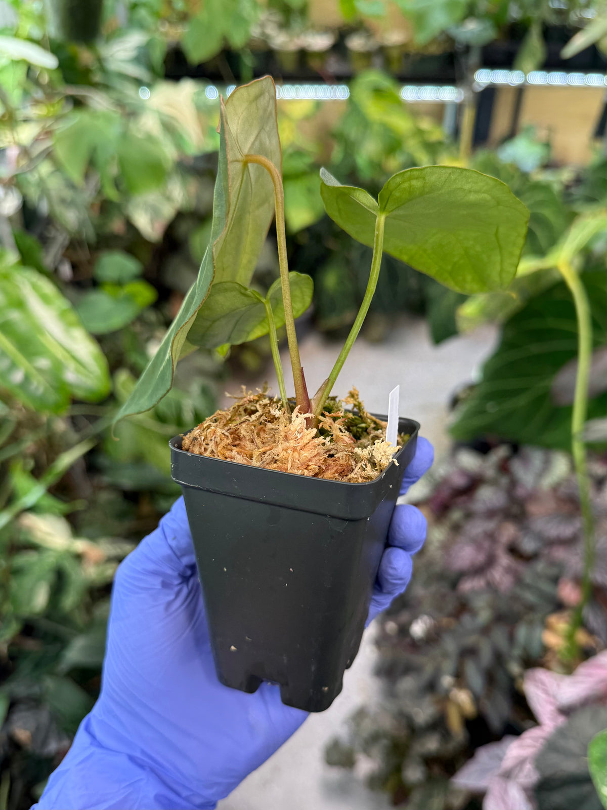 Anthurium Mag’s Spaghetii (magnificum x forgetii)